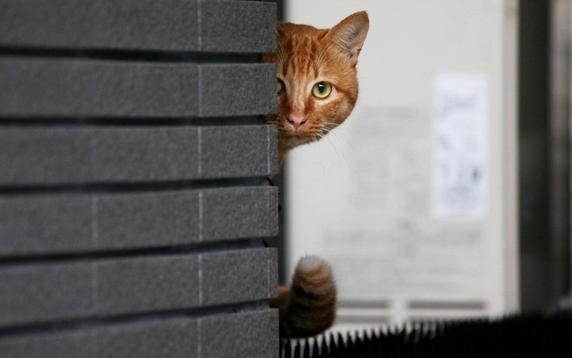 104840 завантажити шпалери тварини, кіт, кішка, стіна, ховатися, приховати, визирати, озирніться - заставки і картинки безкоштовно
