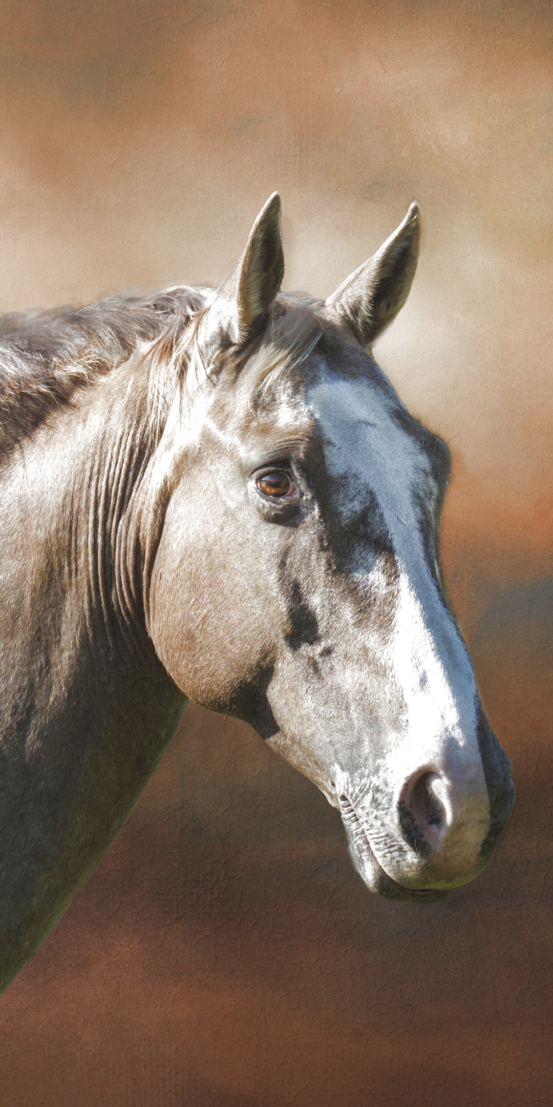 Téléchargez des papiers peints mobile Animaux, Cheval gratuitement.