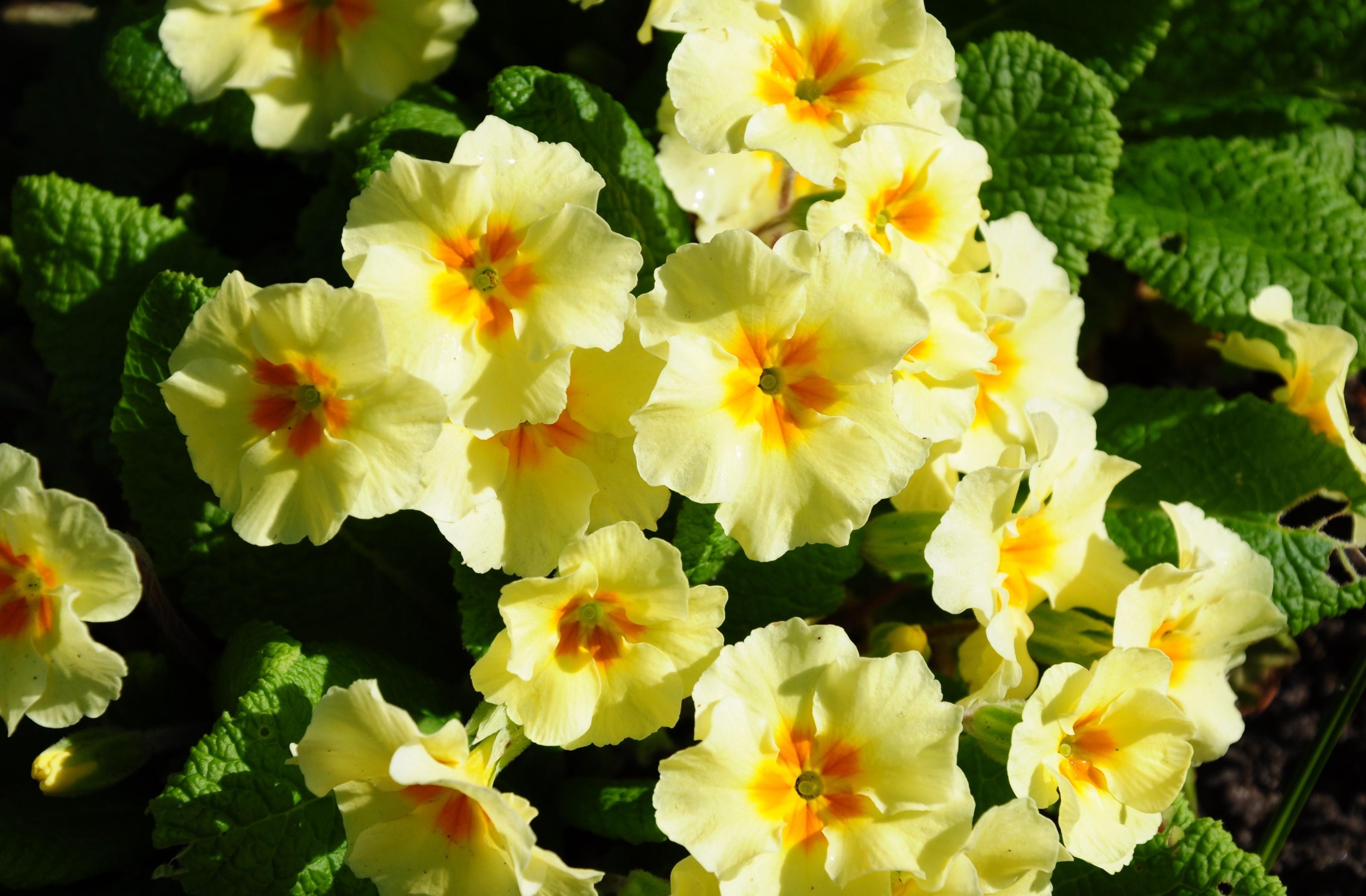 137124 descargar fondo de pantalla cama de flores, flores, verduras, parterre, primavera, soleado: protectores de pantalla e imágenes gratis