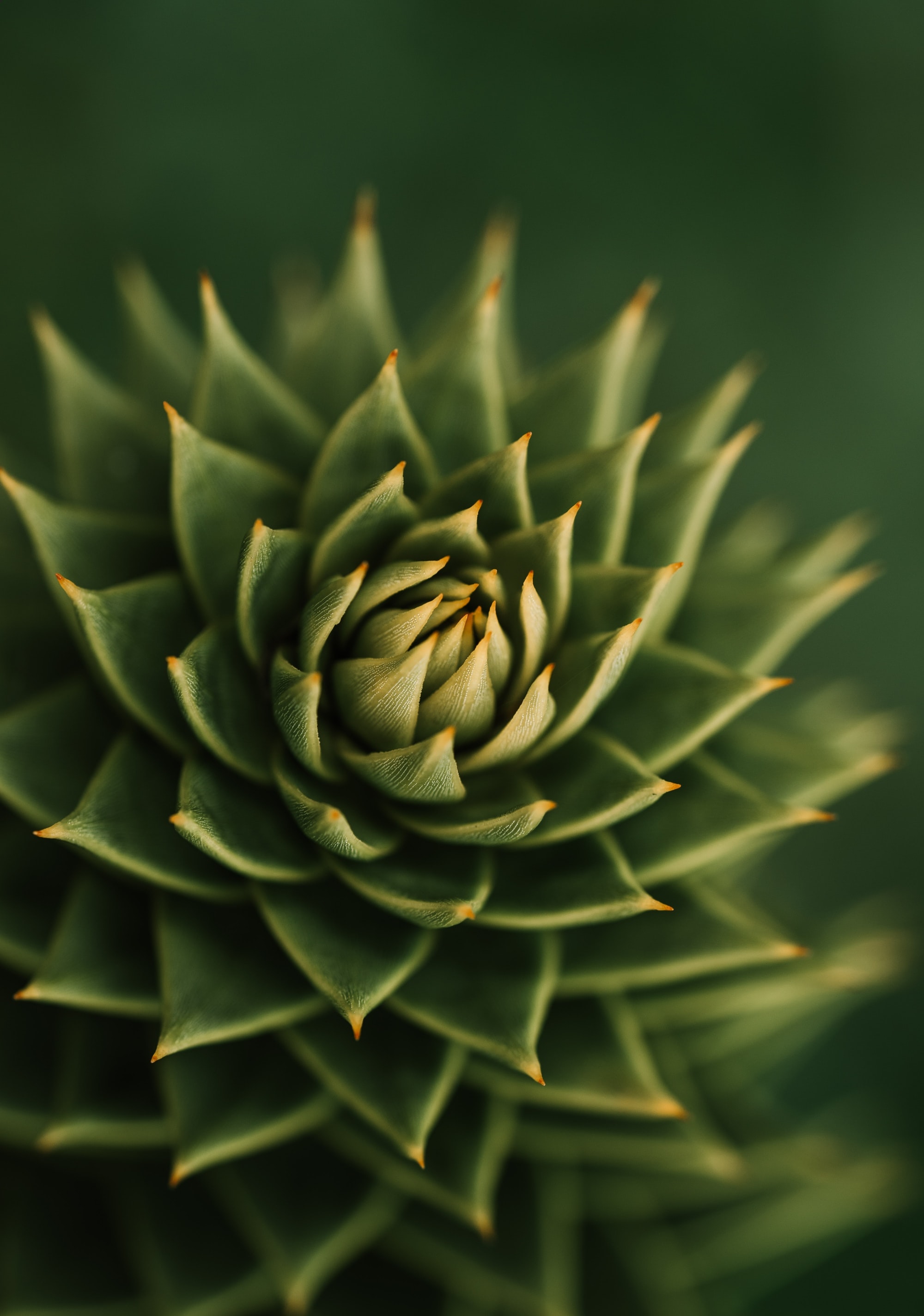 green, plant, macro, barbed, spiny, succulent