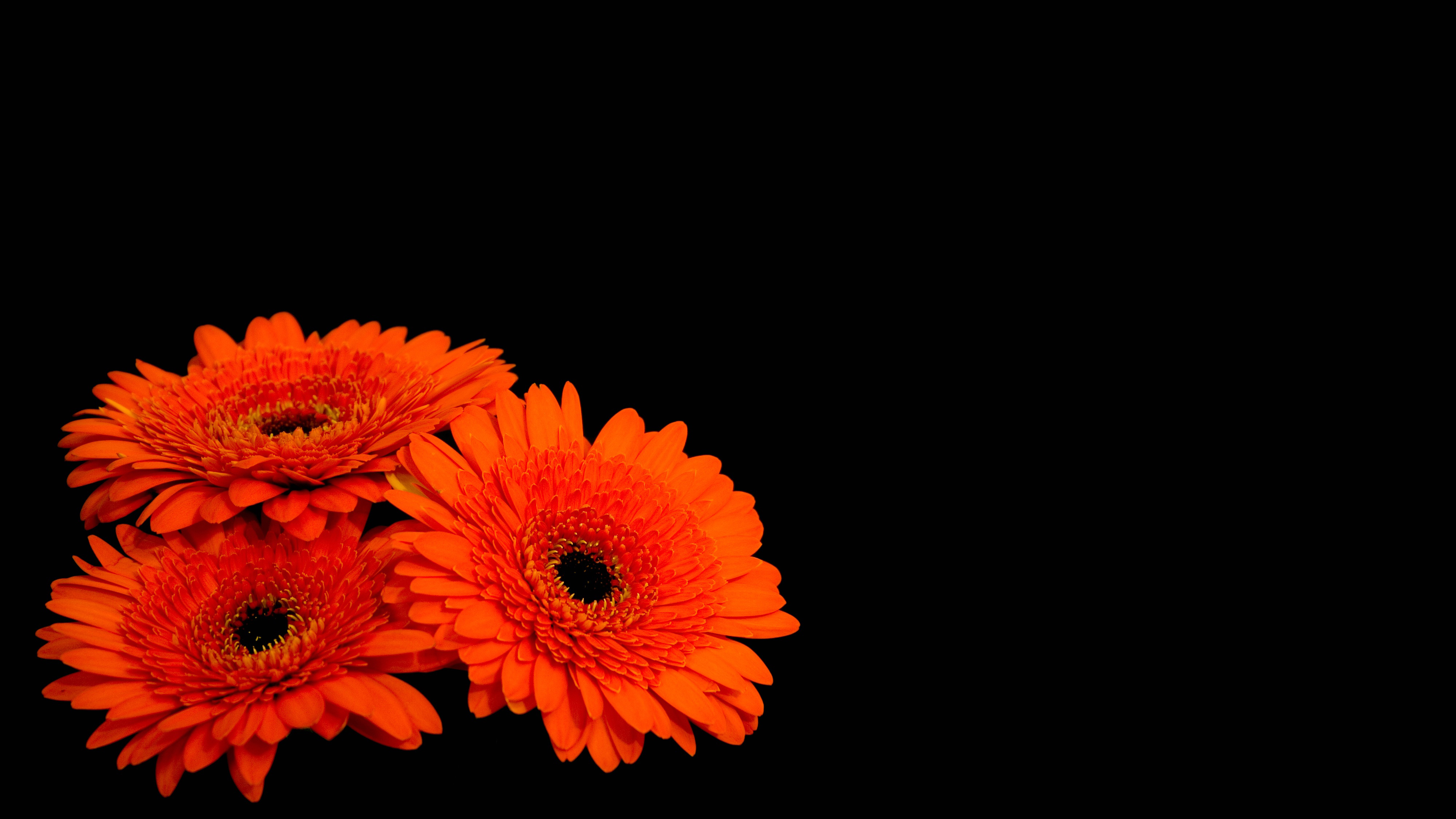 Descarga gratuita de fondo de pantalla para móvil de Flores, Gerberas, Flor, Tierra/naturaleza, Flor Naranja.