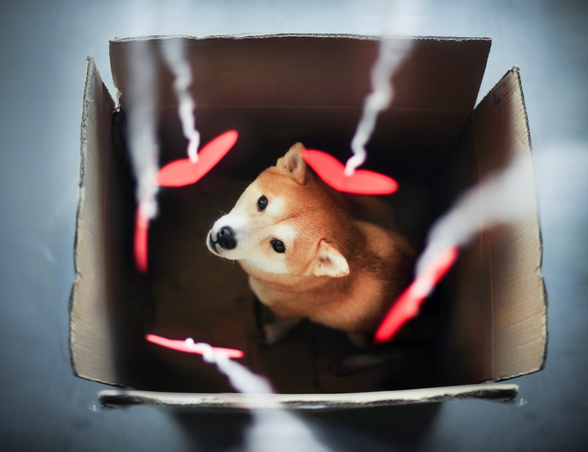 Baixe gratuitamente a imagem Animais, Cães, Amor, Coração, Fofo, Shiba Inu na área de trabalho do seu PC