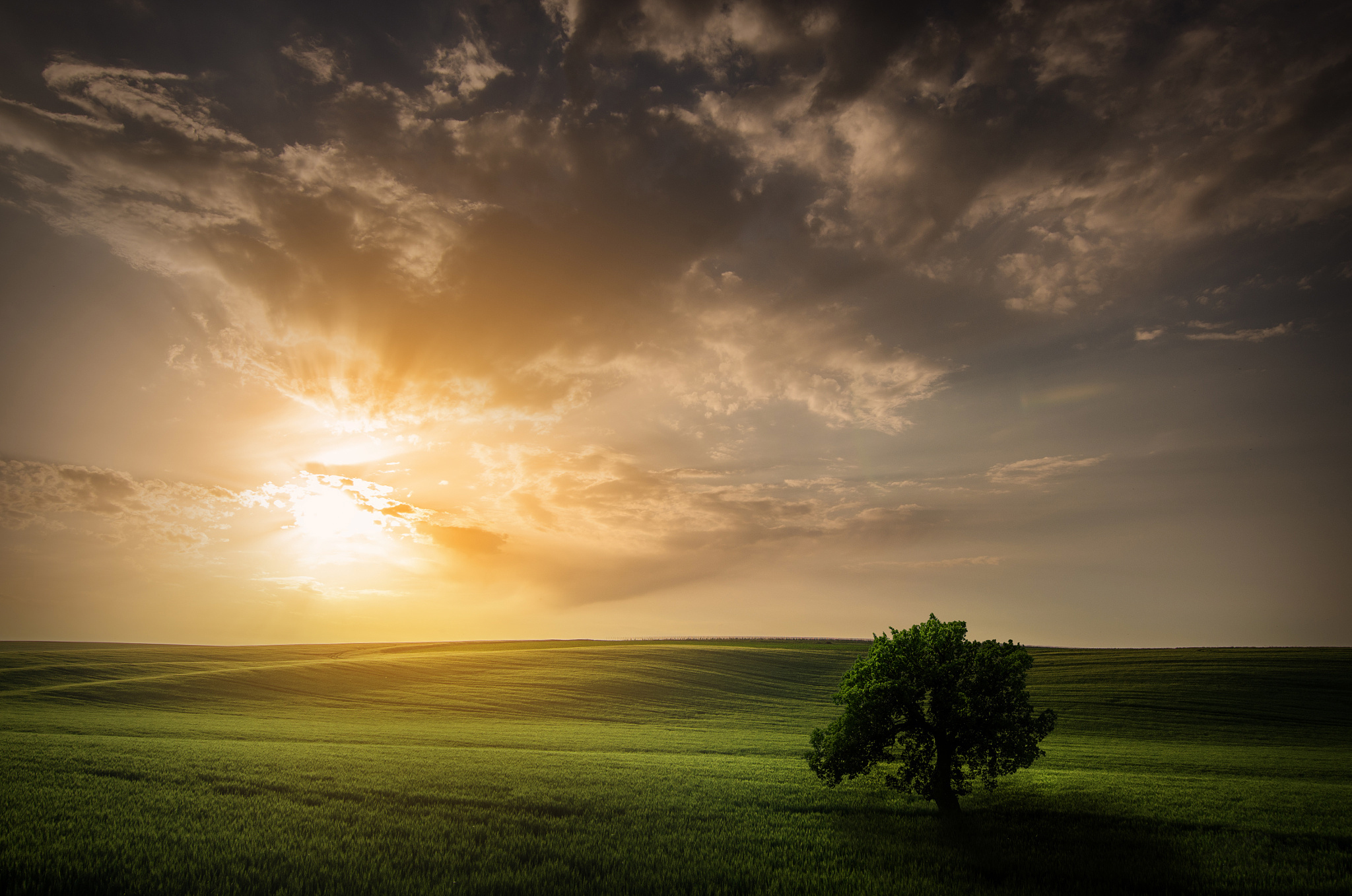 Download mobile wallpaper Landscape, Nature, Grass, Sky, Horizon, Tree, Earth, Lonely Tree for free.