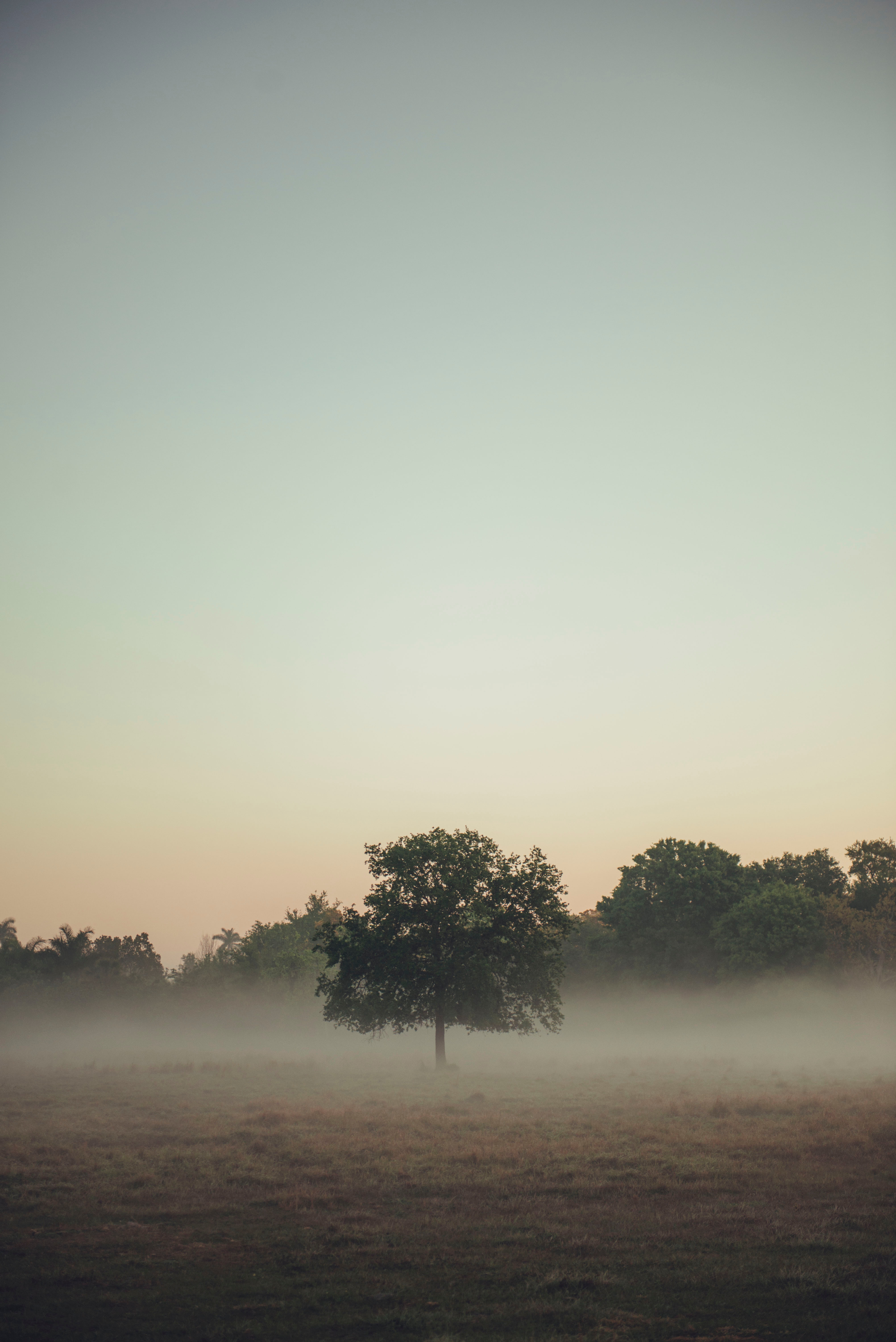 Download mobile wallpaper Field, Trees, Fog, Nature for free.