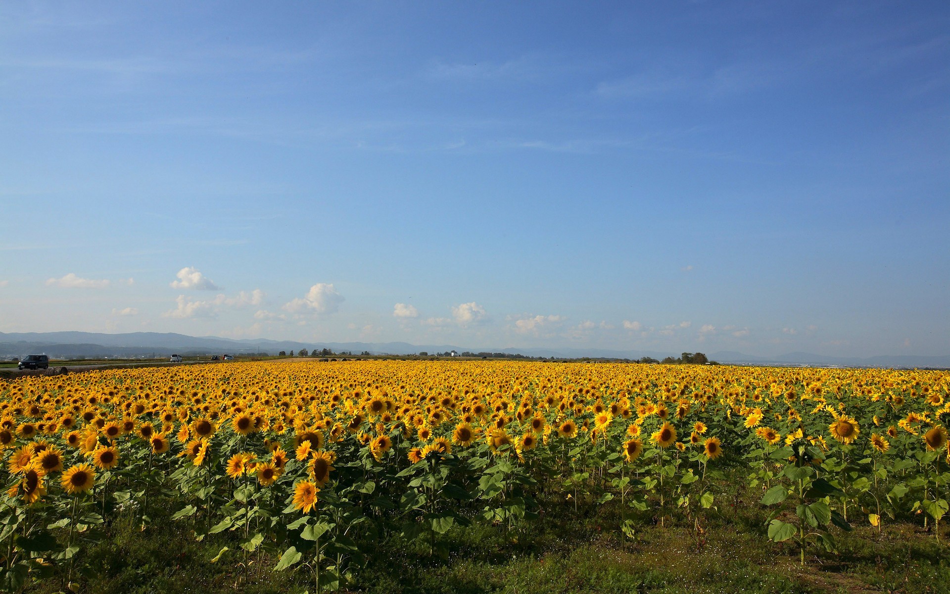 Téléchargez gratuitement l'image Fleurs, Tournesol, Terre/nature sur le bureau de votre PC