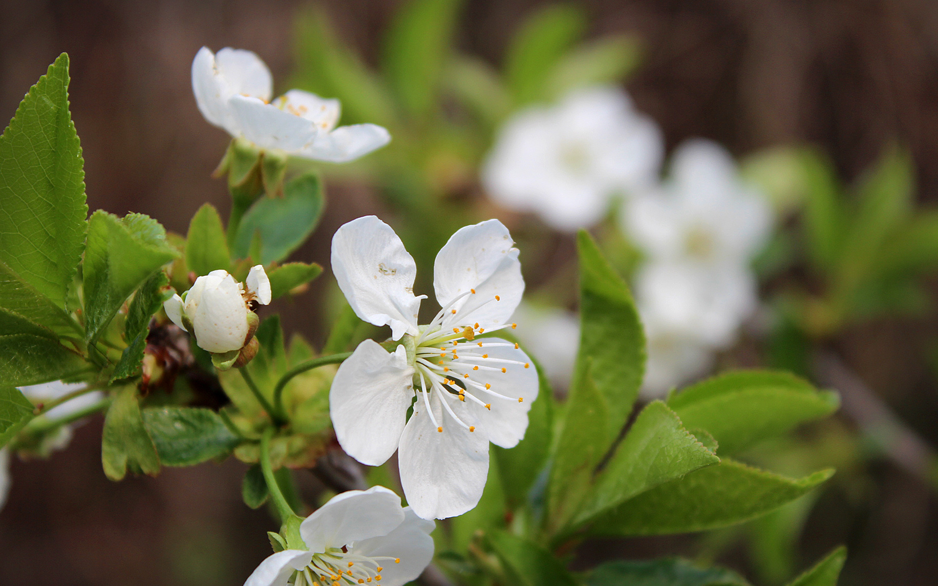 Download mobile wallpaper Flowers, Earth, Blossom for free.