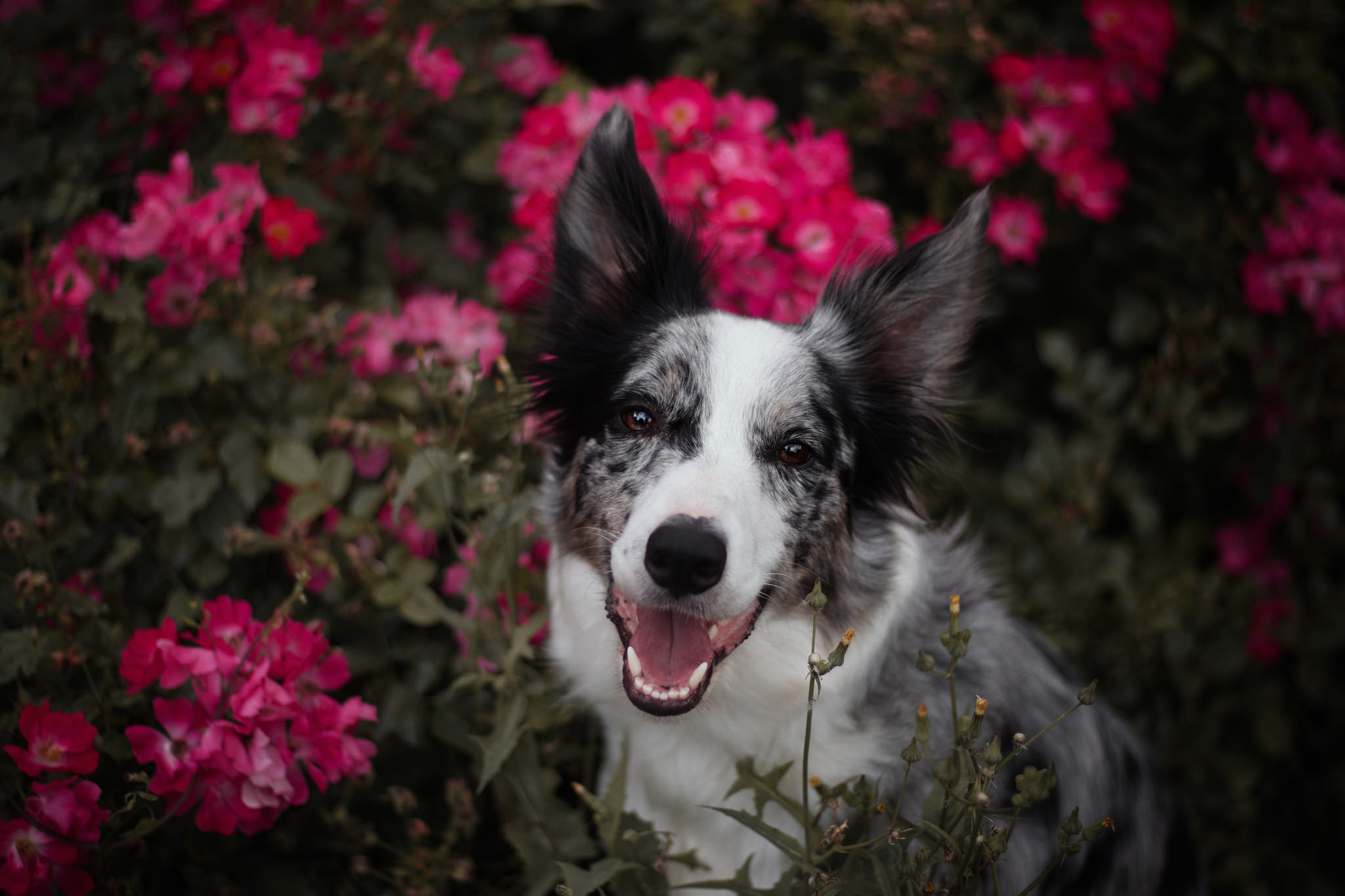 Download mobile wallpaper Dogs, Dog, Animal, Border Collie, Pink Flower for free.