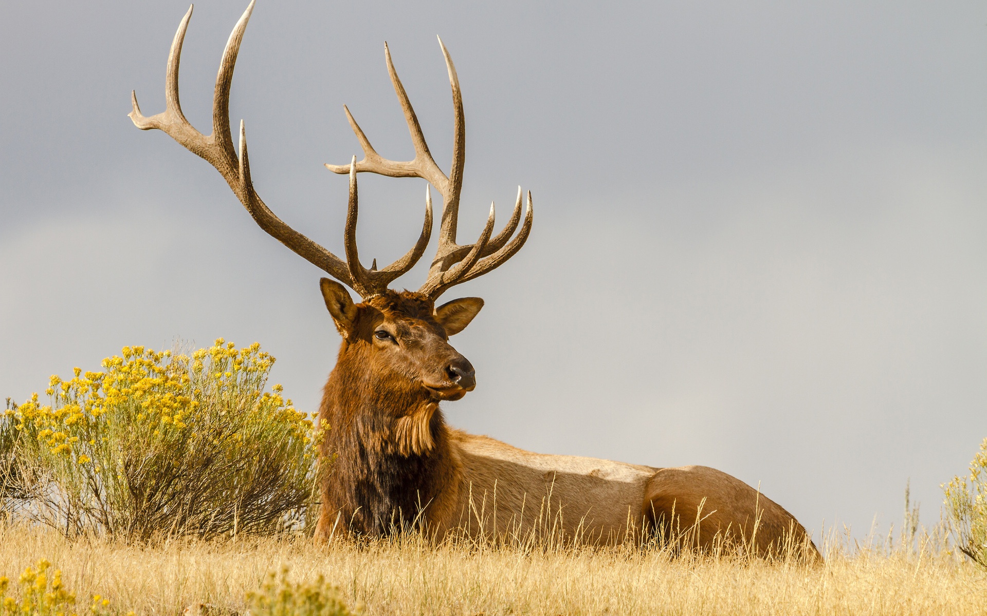 Laden Sie das Tiere, Hirsch-Bild kostenlos auf Ihren PC-Desktop herunter