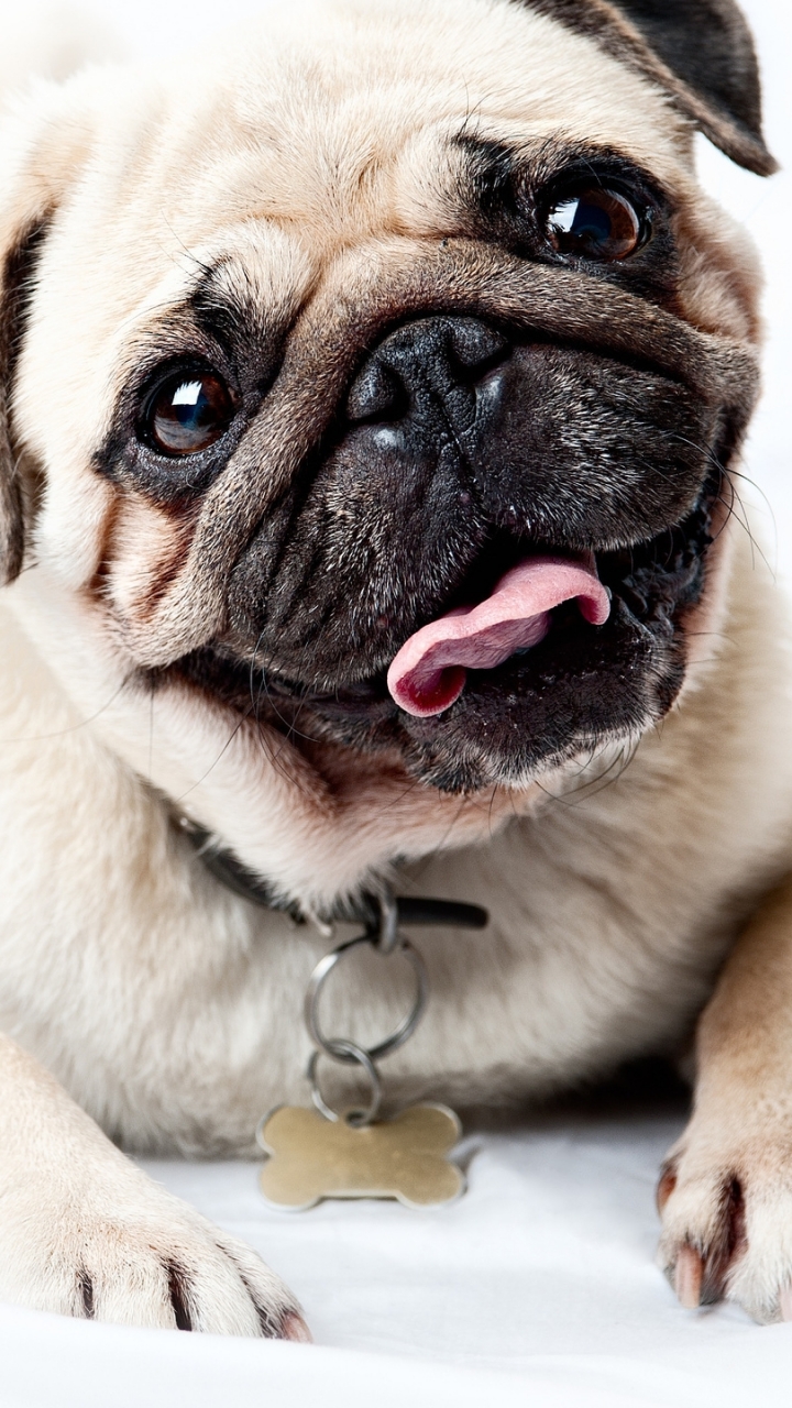 Download mobile wallpaper Dogs, Animal, Pug for free.