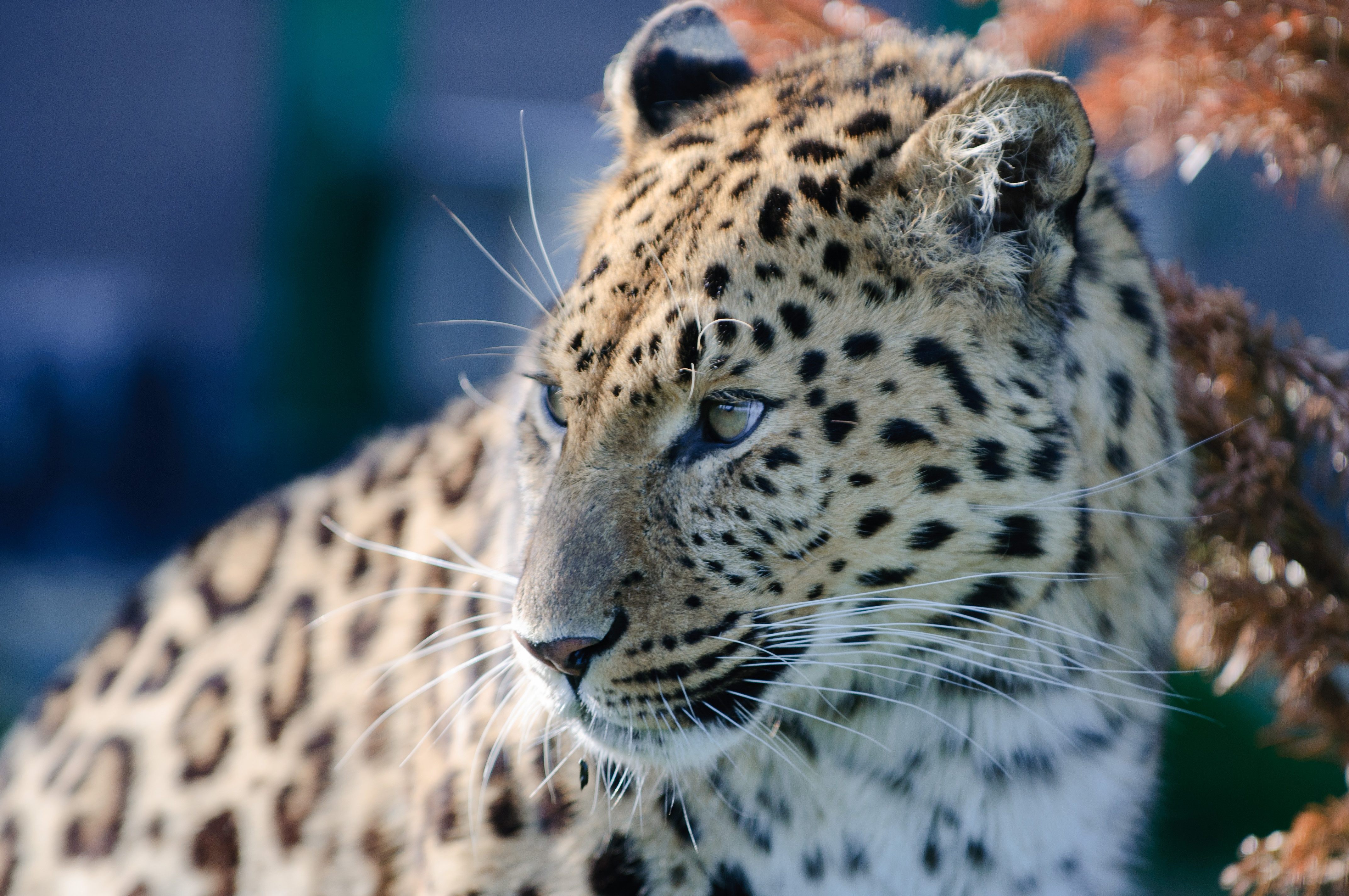 Free download wallpaper Cats, Leopard, Close Up, Animal on your PC desktop