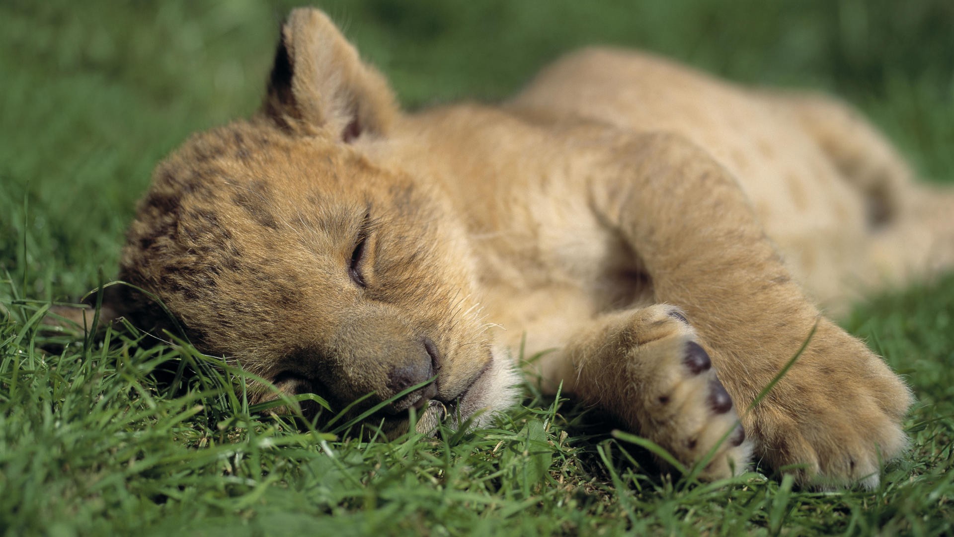 Téléchargez gratuitement l'image Animaux, Chats, Lion sur le bureau de votre PC