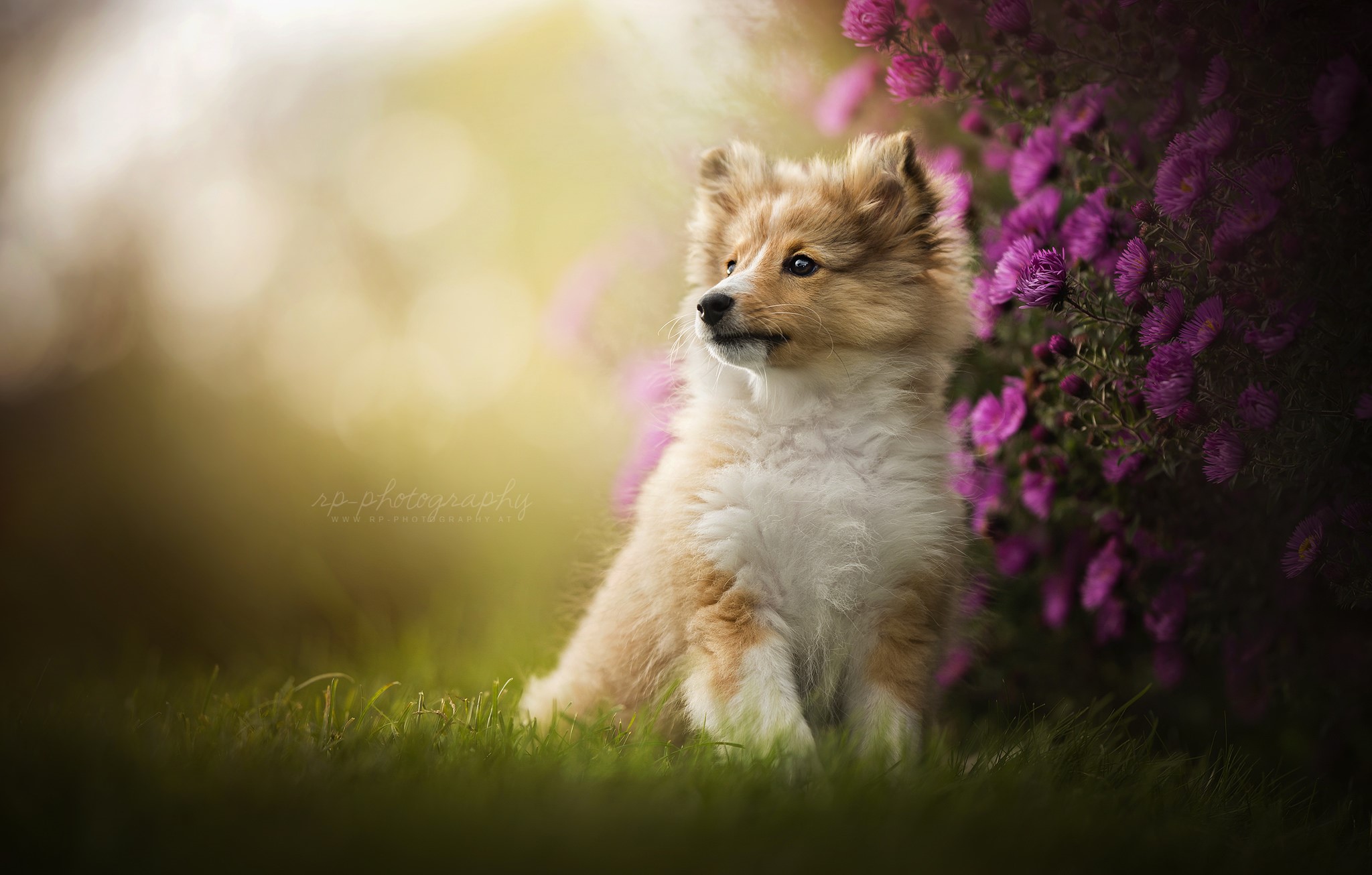 Download mobile wallpaper Dogs, Flower, Dog, Animal, Puppy, Cute, Shetland Sheepdog, Purple Flower, Baby Animal for free.