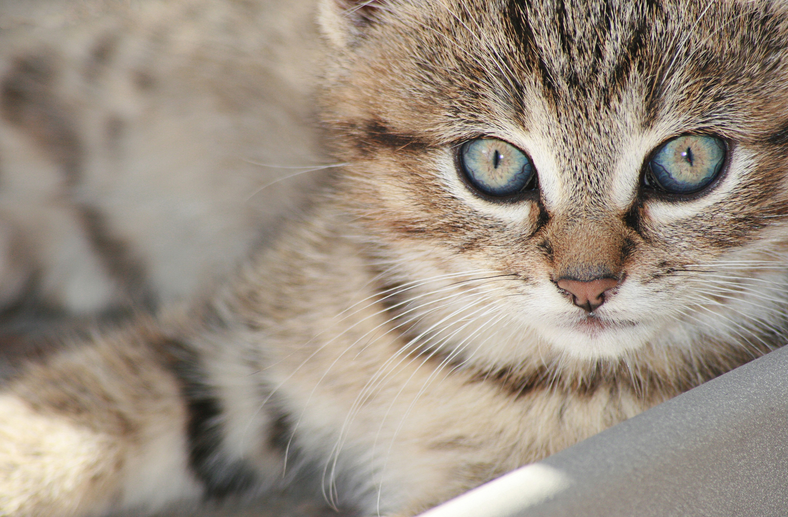 Descarga gratuita de fondo de pantalla para móvil de Animales, Gatos, Gato, Gatito, Bebe Animal.