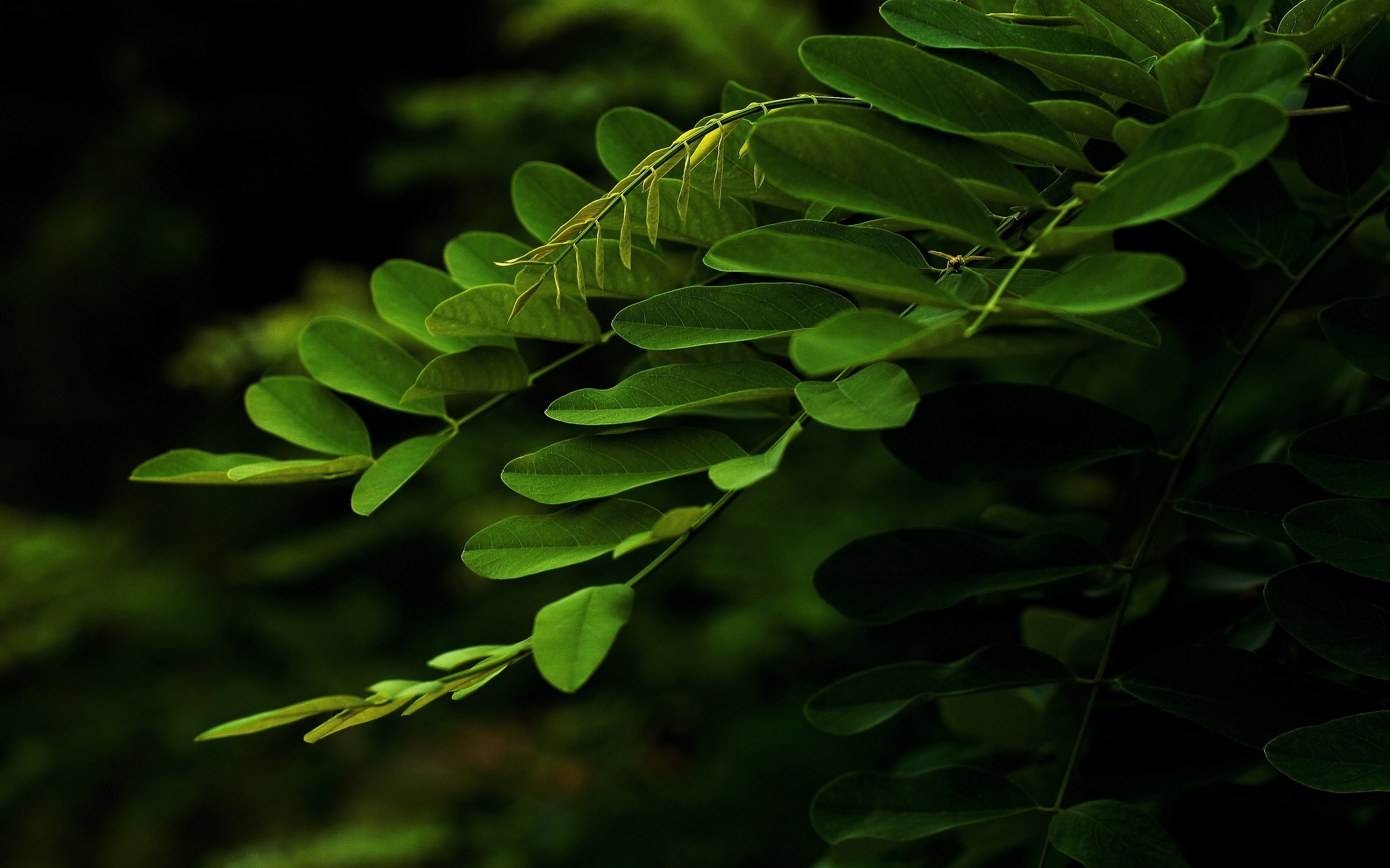 Laden Sie das Blatt, Erde/natur-Bild kostenlos auf Ihren PC-Desktop herunter