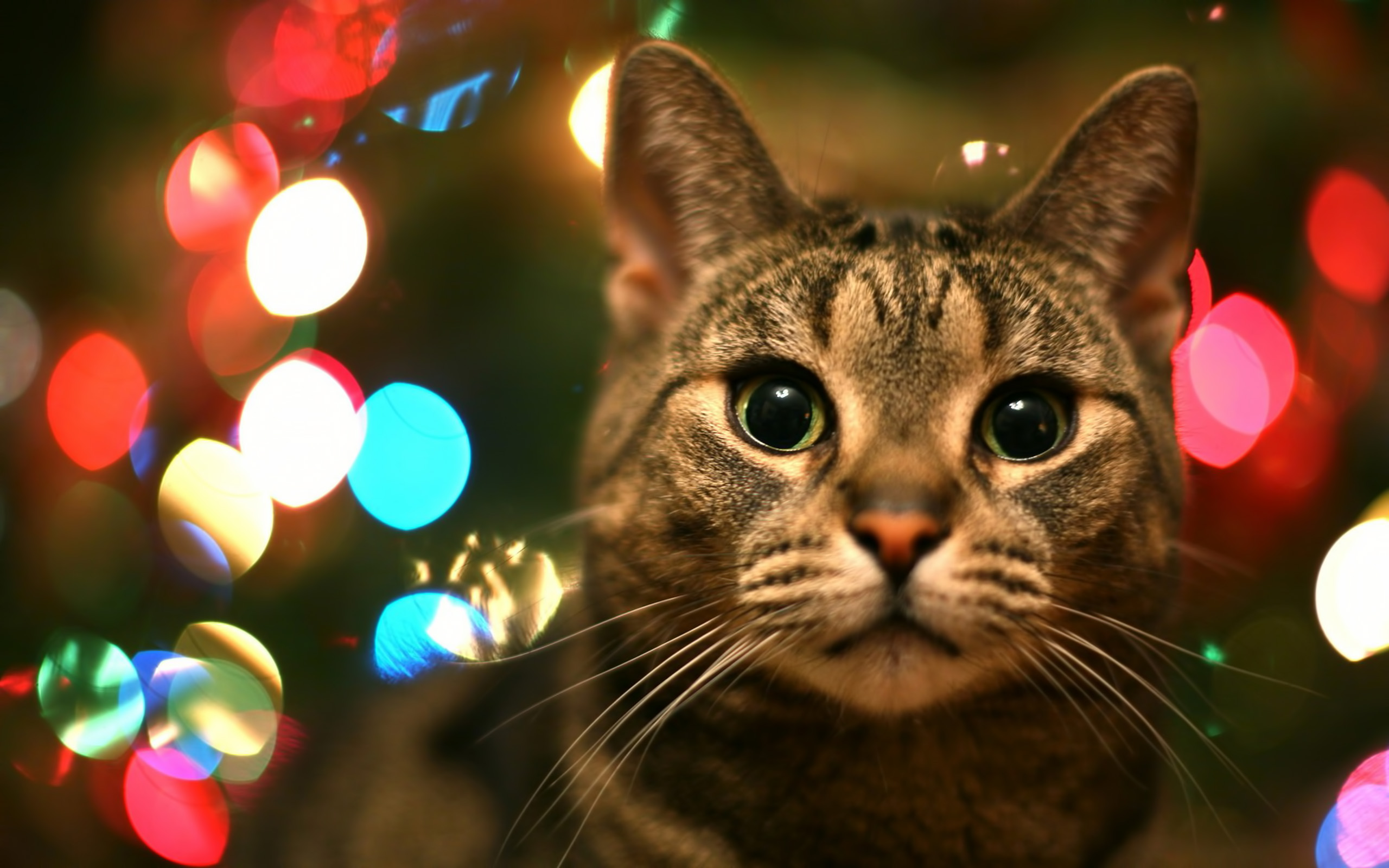 Baixe gratuitamente a imagem Animais, Gatos, Gato na área de trabalho do seu PC