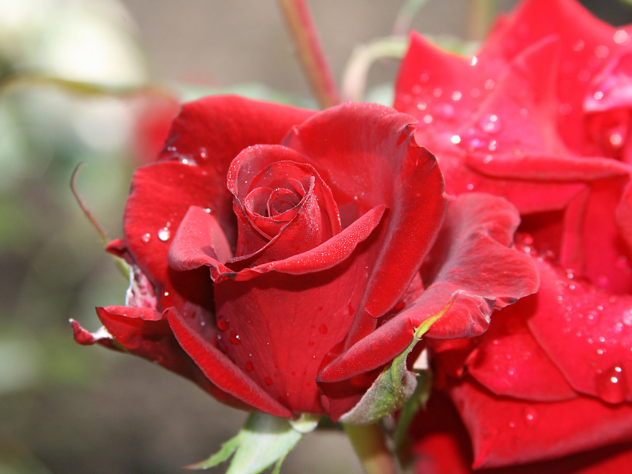 Baixar papel de parede para celular de Flores, Rosa, Flor, Macro, Rosa Vermelha, Flor Vermelha, Terra/natureza gratuito.