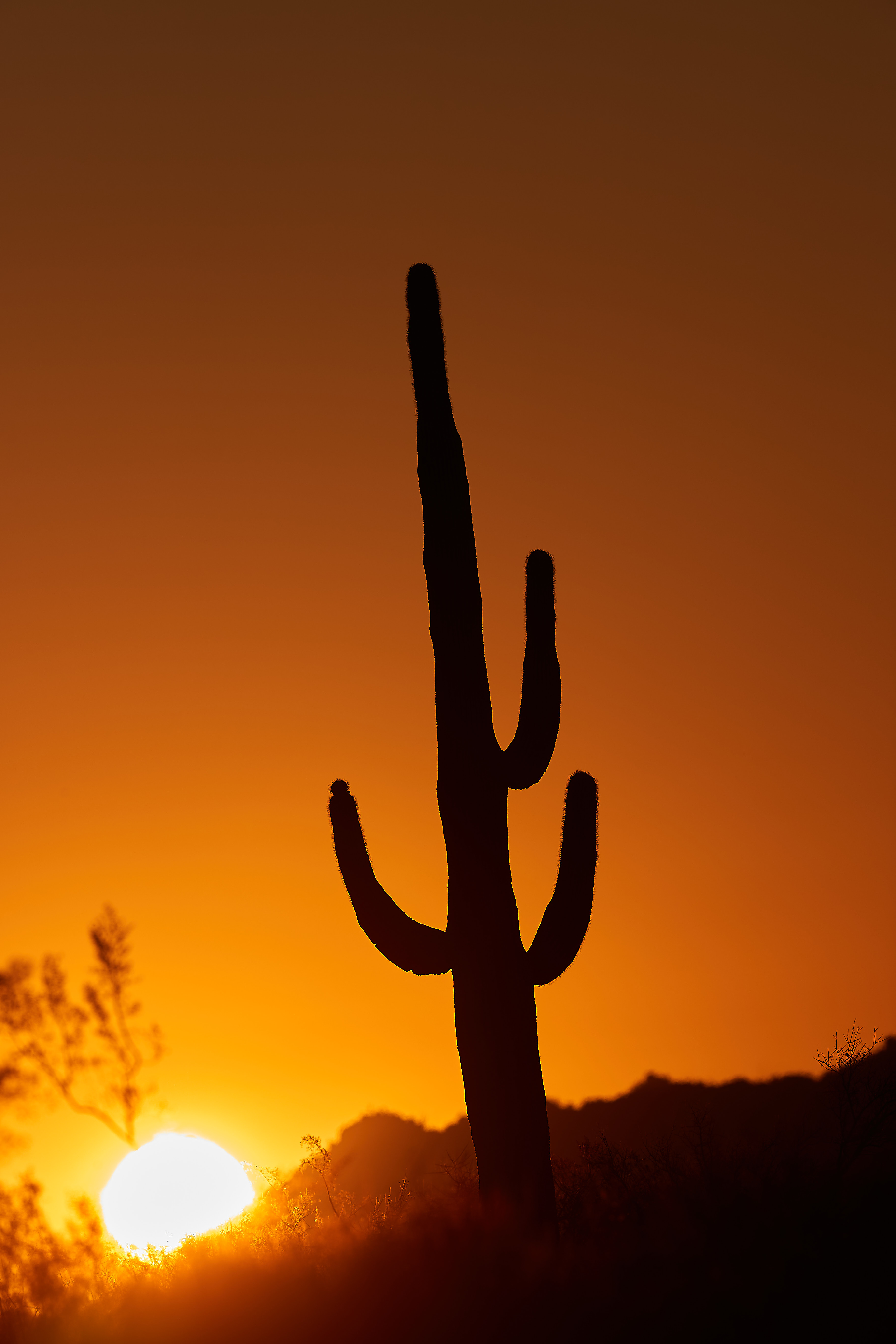 Download mobile wallpaper Dusk, Twilight, Sunset, Sun, Nature, Cactus for free.