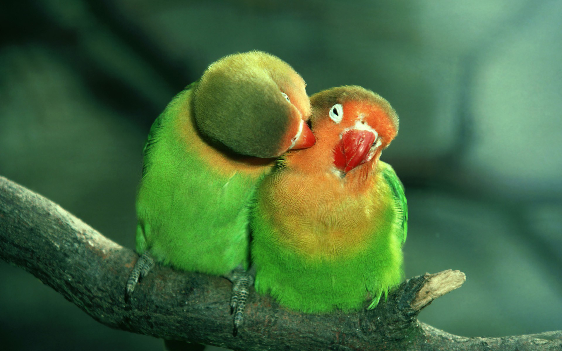 Free download wallpaper Animals, Birds, Parrots on your PC desktop