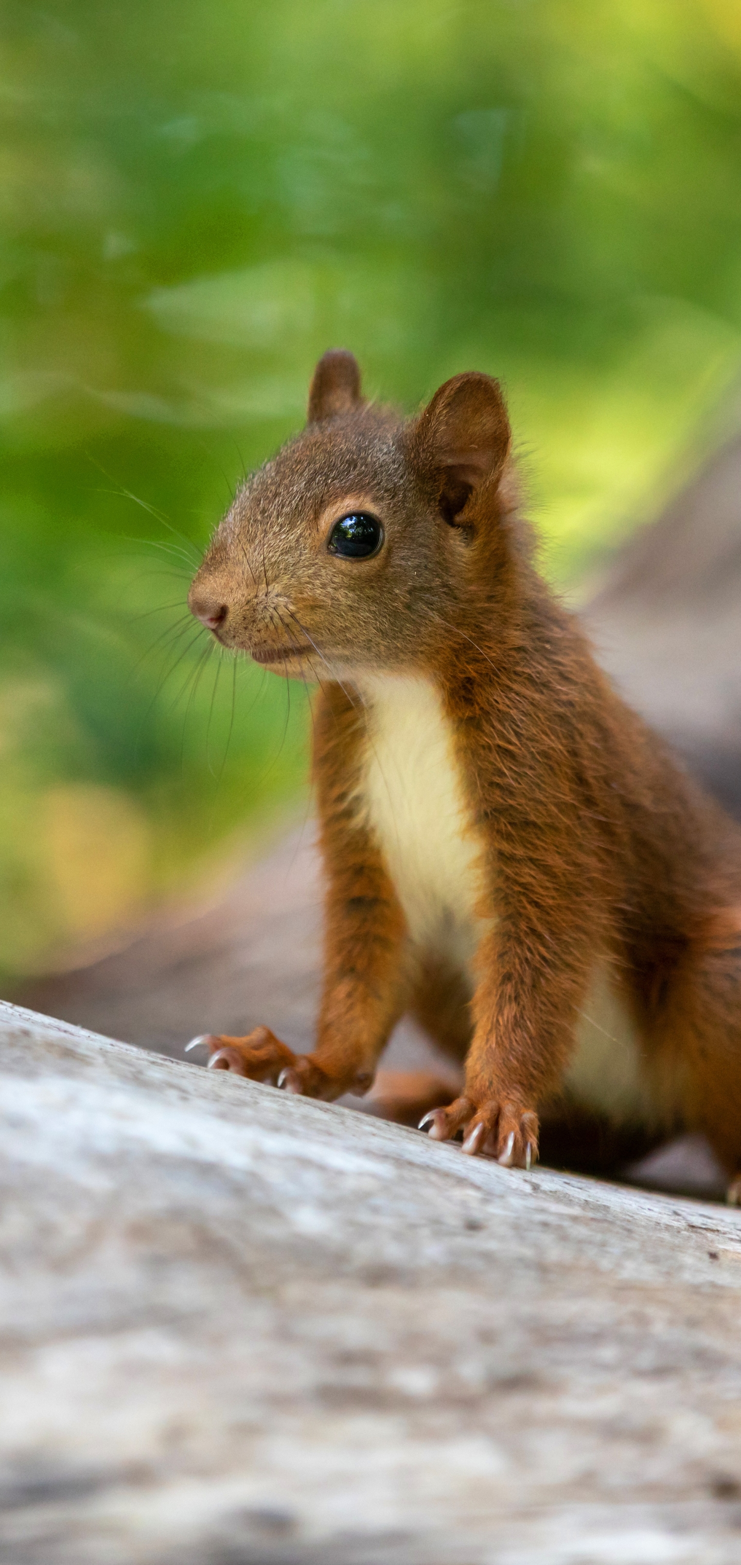 Download mobile wallpaper Squirrel, Animal, Rodent for free.