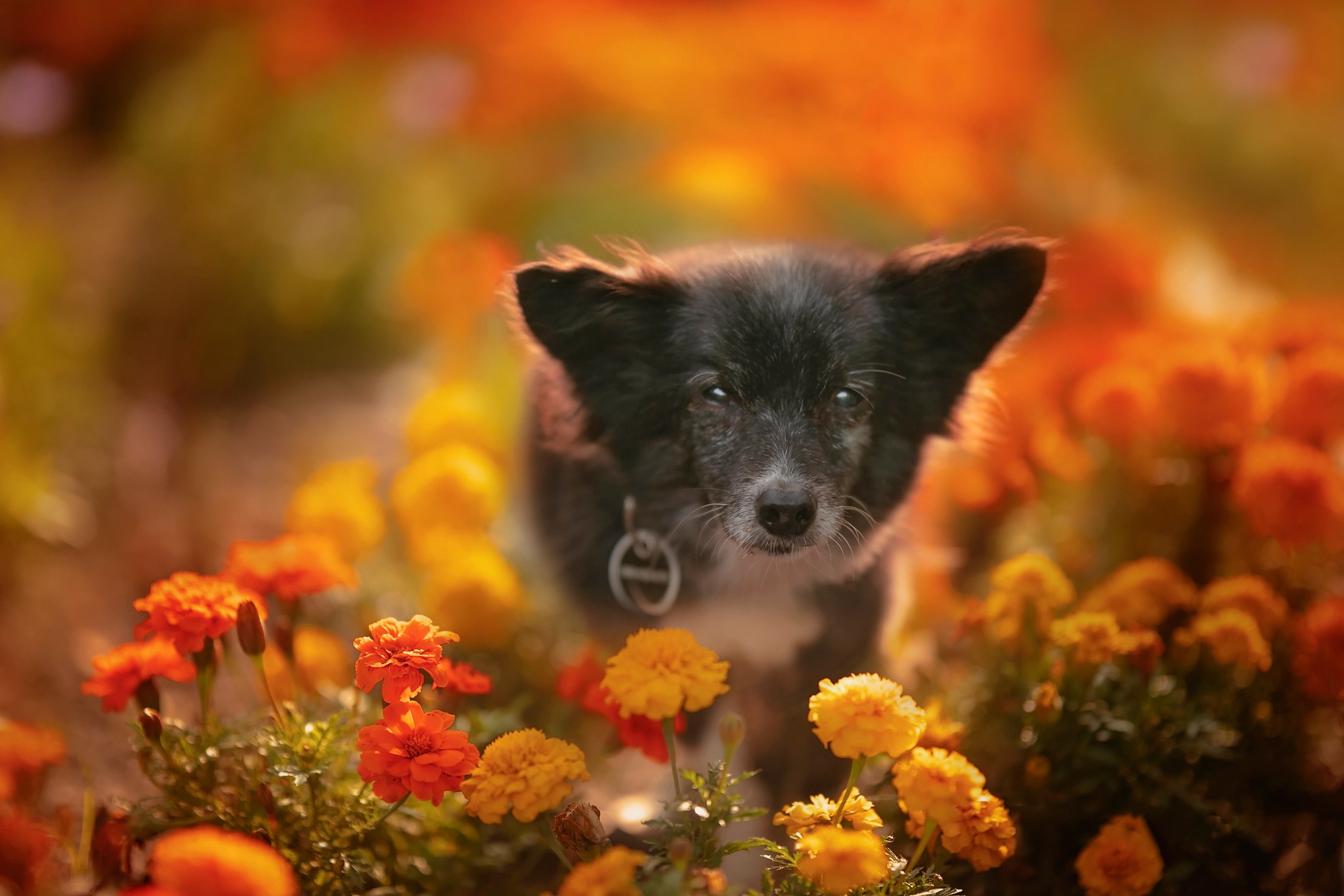 Handy-Wallpaper Tiere, Hunde, Blume, Hund, Ringelblume, Tierbaby kostenlos herunterladen.