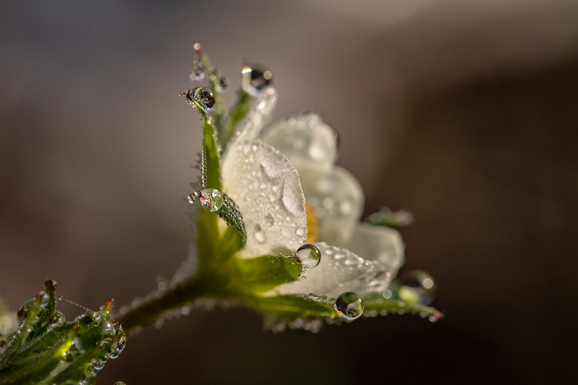Download mobile wallpaper Nature, Flowers, Flower, Earth, Dew Drop for free.