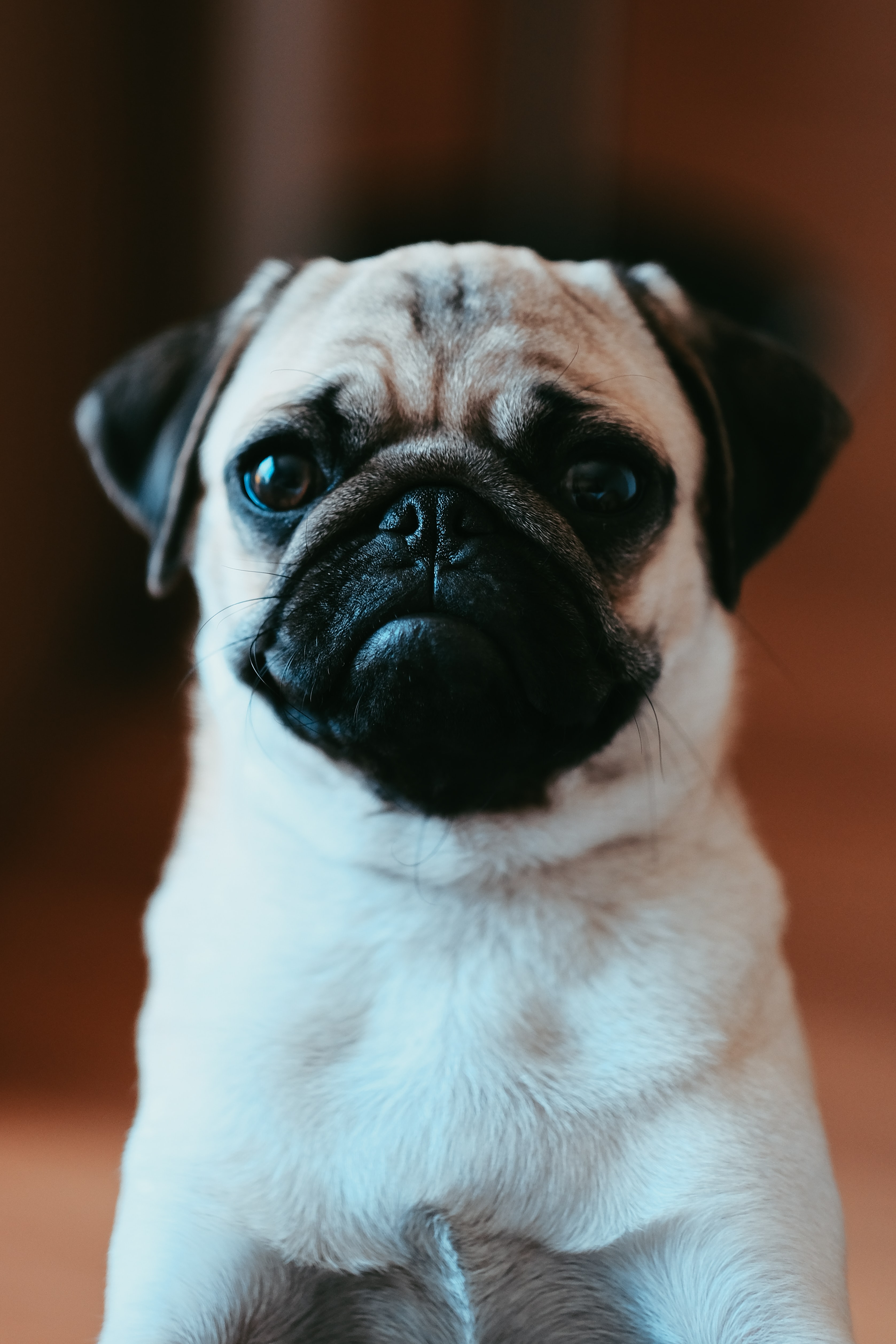 Free download wallpaper Sight, Opinion, Nice, Pug, Animals, Pet, Sweetheart, Dog on your PC desktop