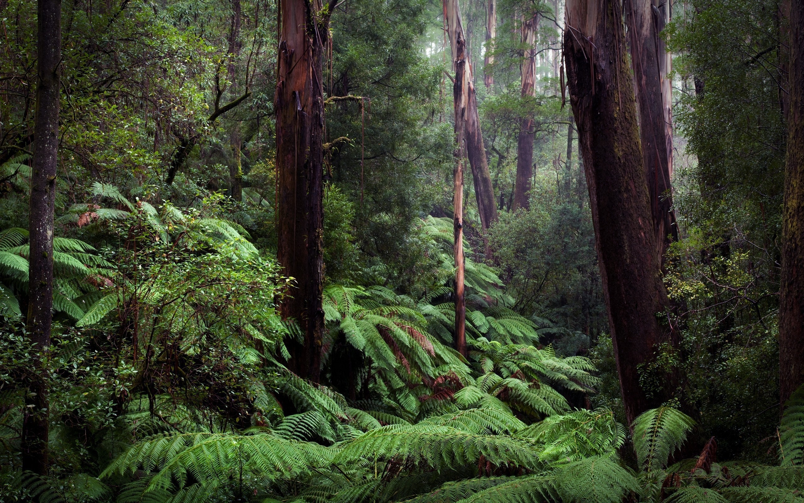 Laden Sie das Wald, Erde/natur-Bild kostenlos auf Ihren PC-Desktop herunter