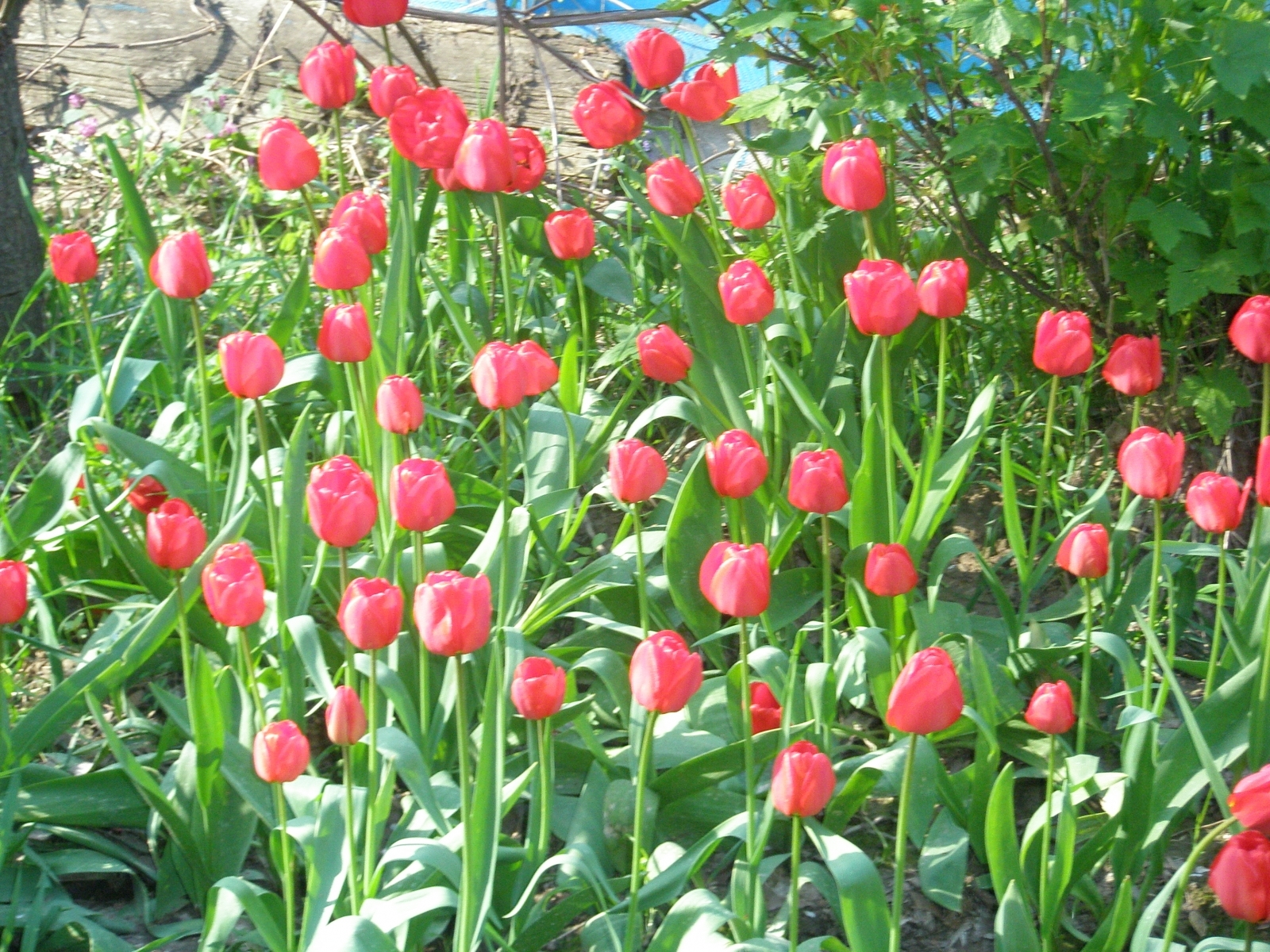 Téléchargez gratuitement l'image Plantes, Tulipes sur le bureau de votre PC