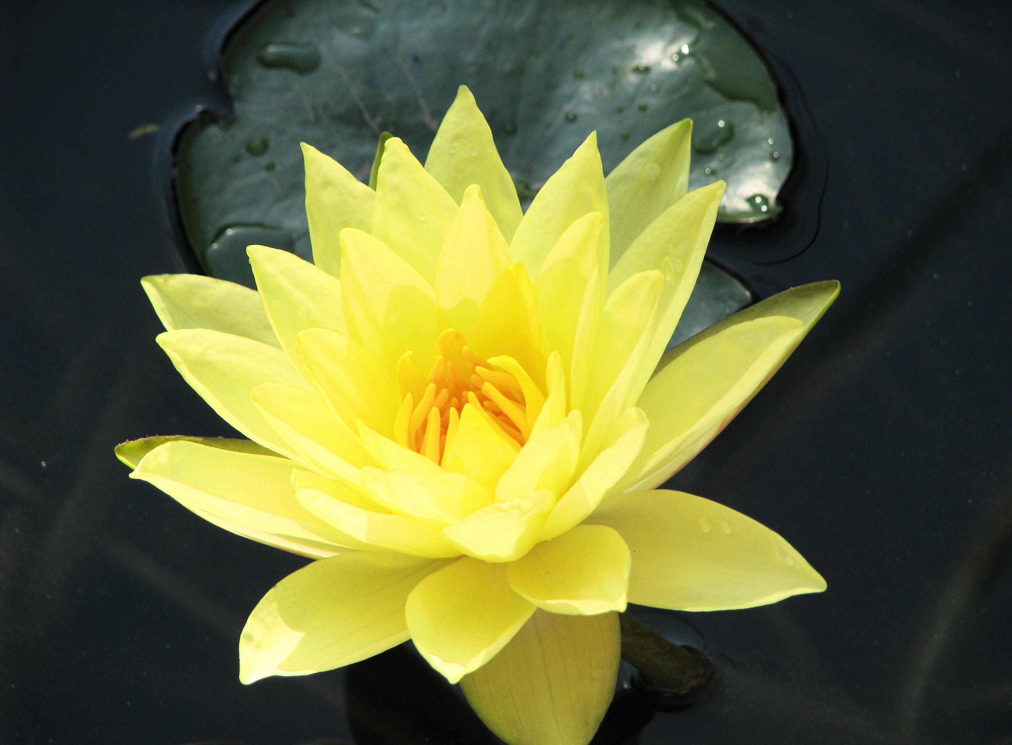 Free download wallpaper Flowers, Water, Close Up, Leaflet, Water Lily on your PC desktop