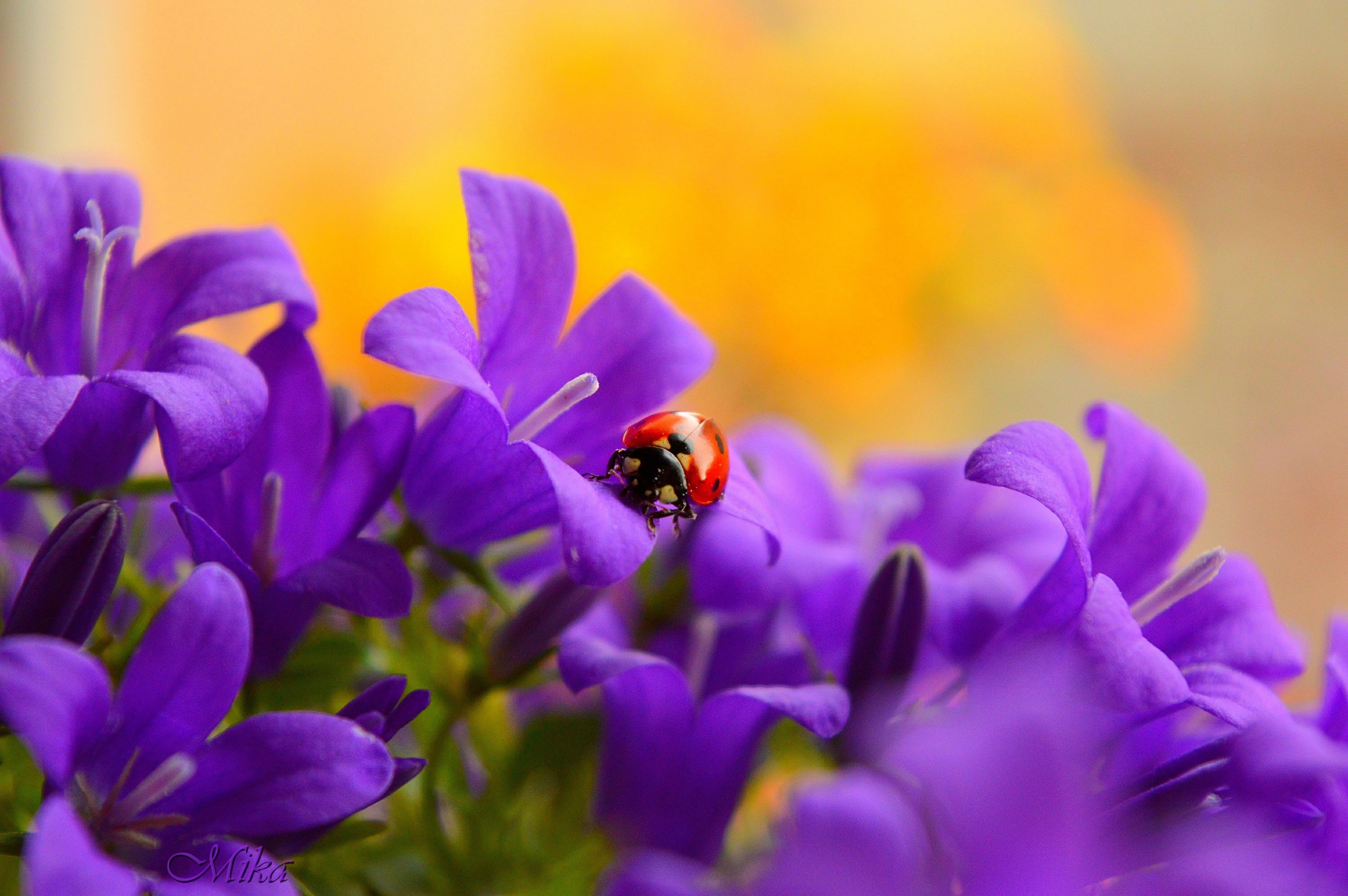 Download mobile wallpaper Flower, Macro, Insect, Animal, Ladybug, Purple Flower for free.