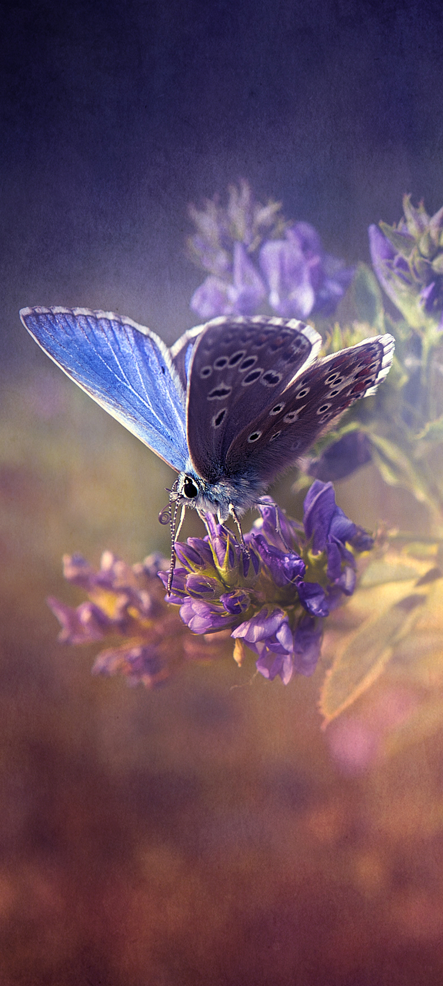 Download mobile wallpaper Butterfly, Animal for free.