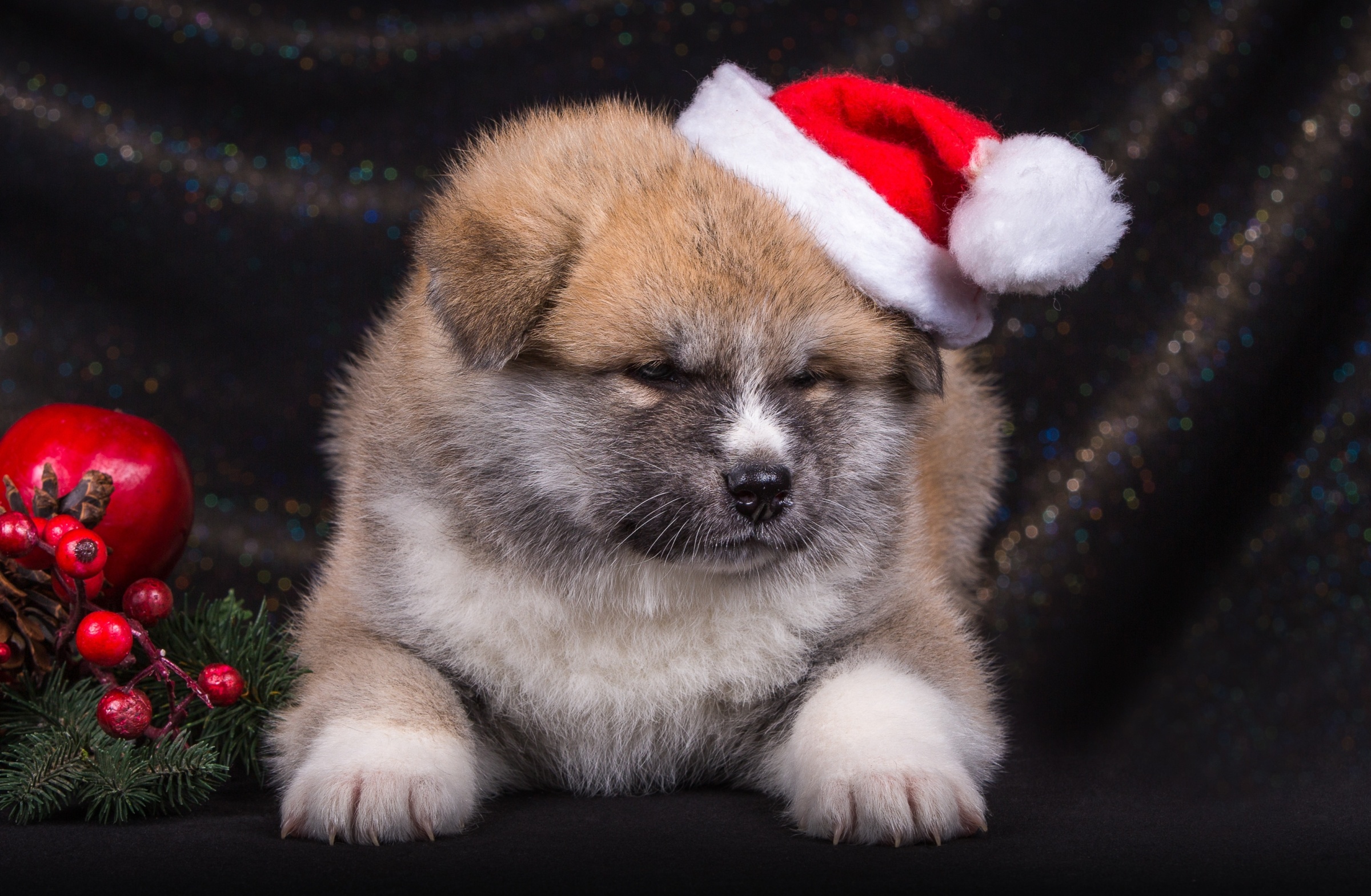 Download mobile wallpaper Dogs, Dog, Animal, Puppy, Santa Hat for free.