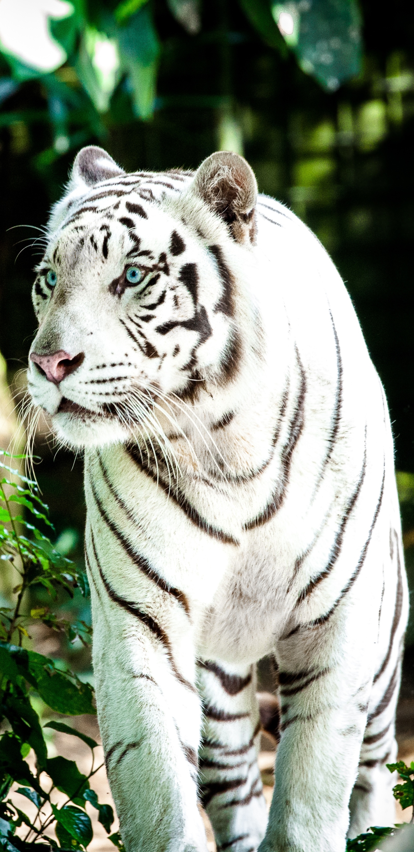 Descarga gratuita de fondo de pantalla para móvil de Animales, Gatos, Tigre, Tigre Blanco.