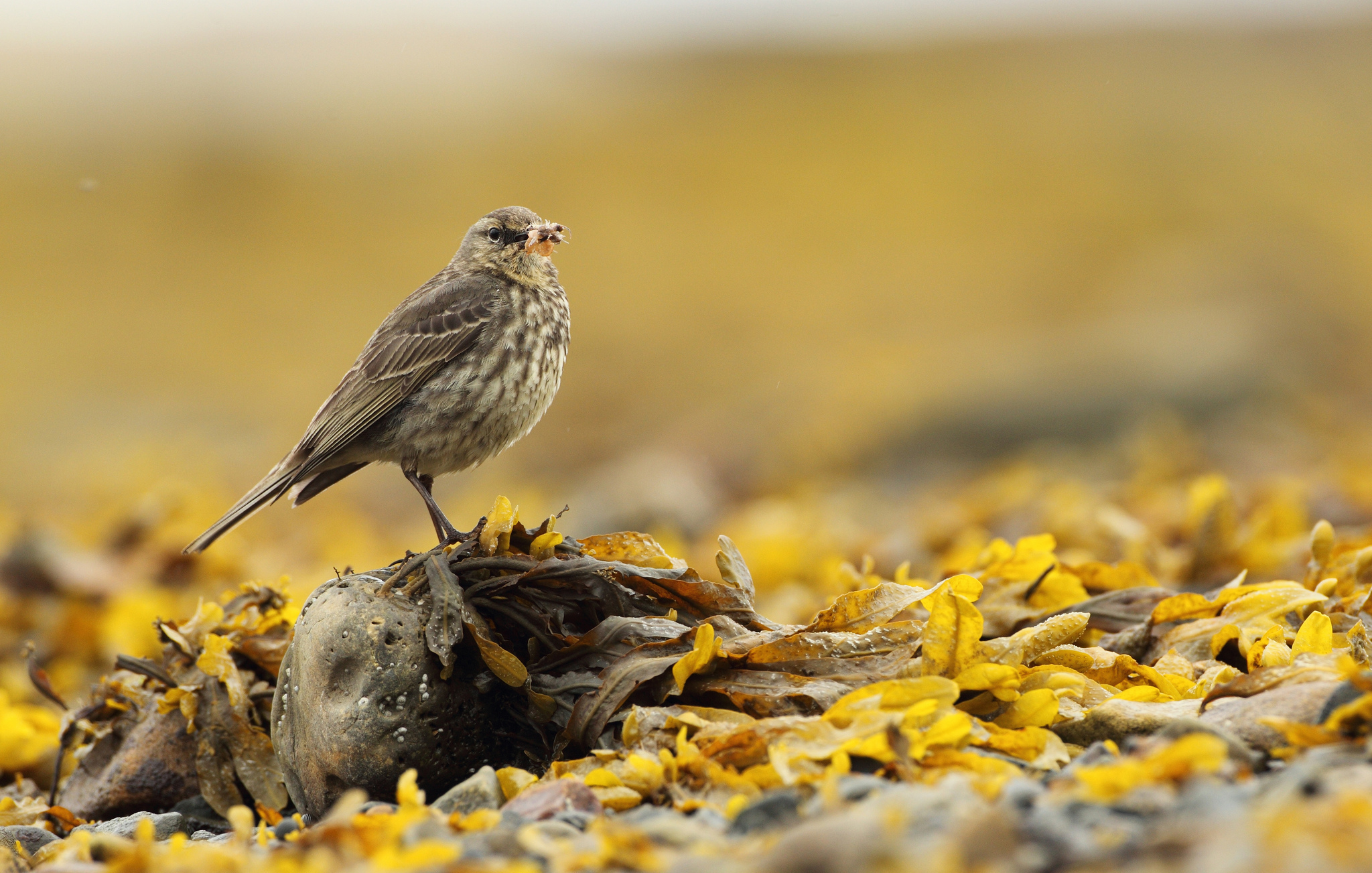 Laden Sie das Tiere, Vögel, Vogel-Bild kostenlos auf Ihren PC-Desktop herunter