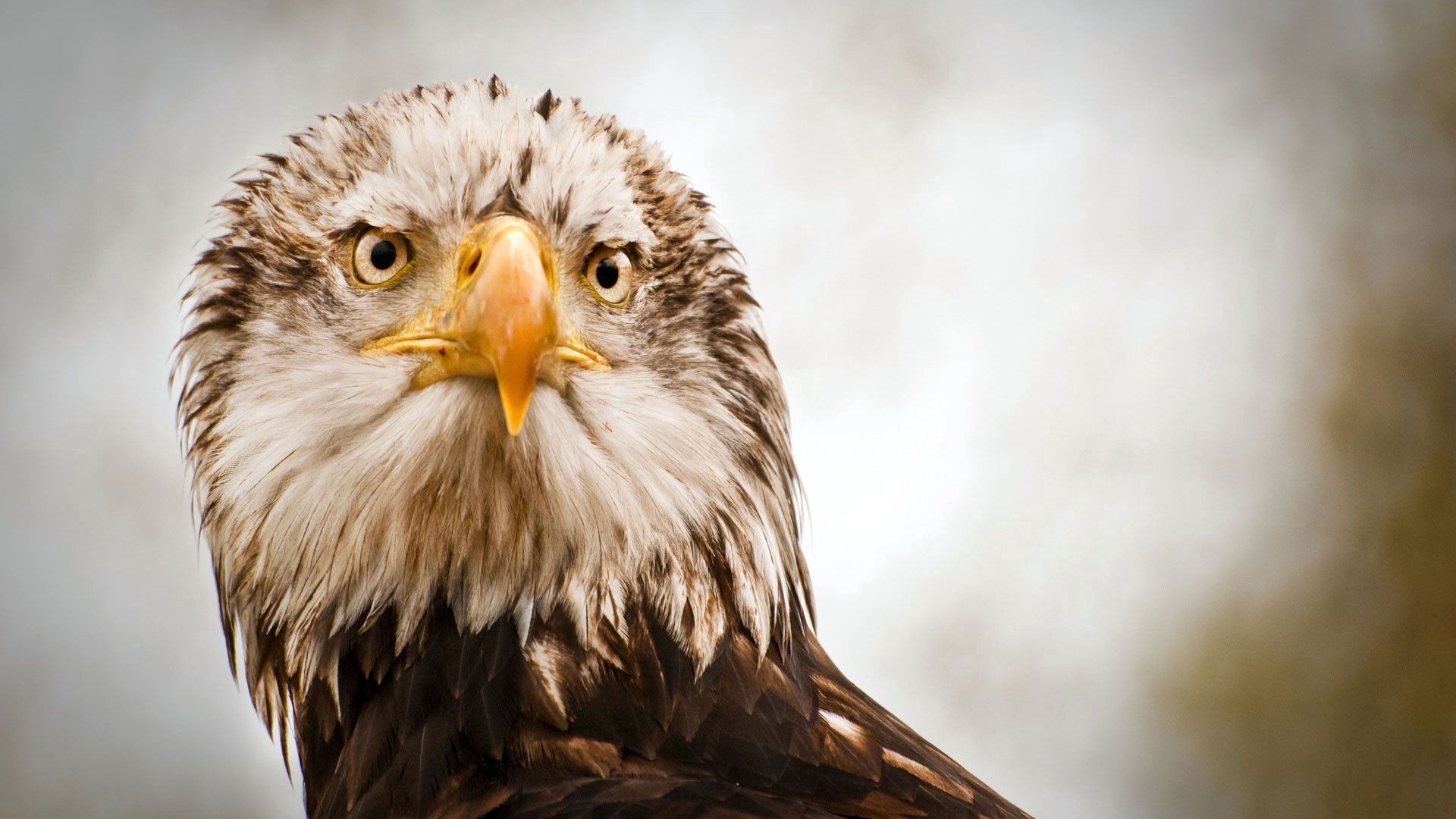 head, animals, feather, beak, sight, opinion, eagle High Definition image