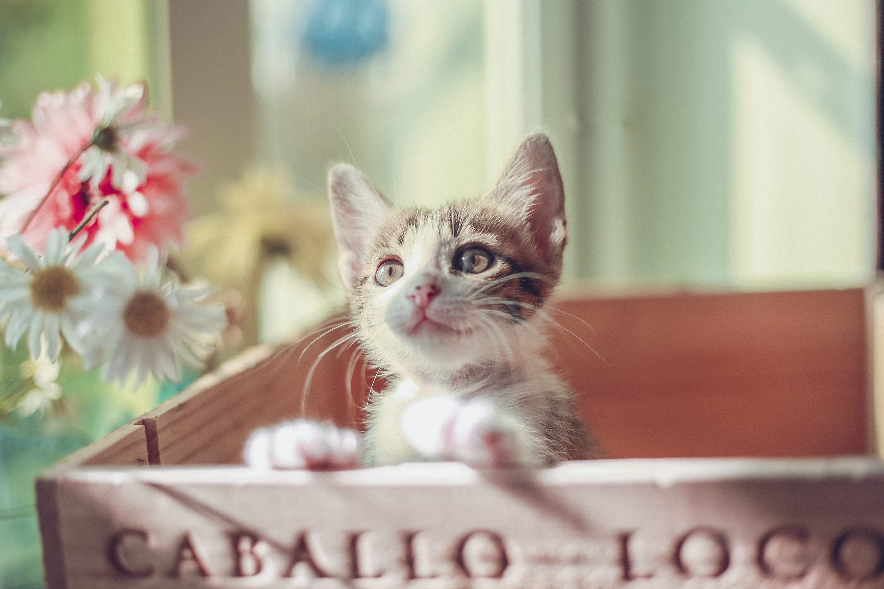 Descarga gratis la imagen Animales, Gatos, Gato, Gatito, Bebe Animal en el escritorio de tu PC
