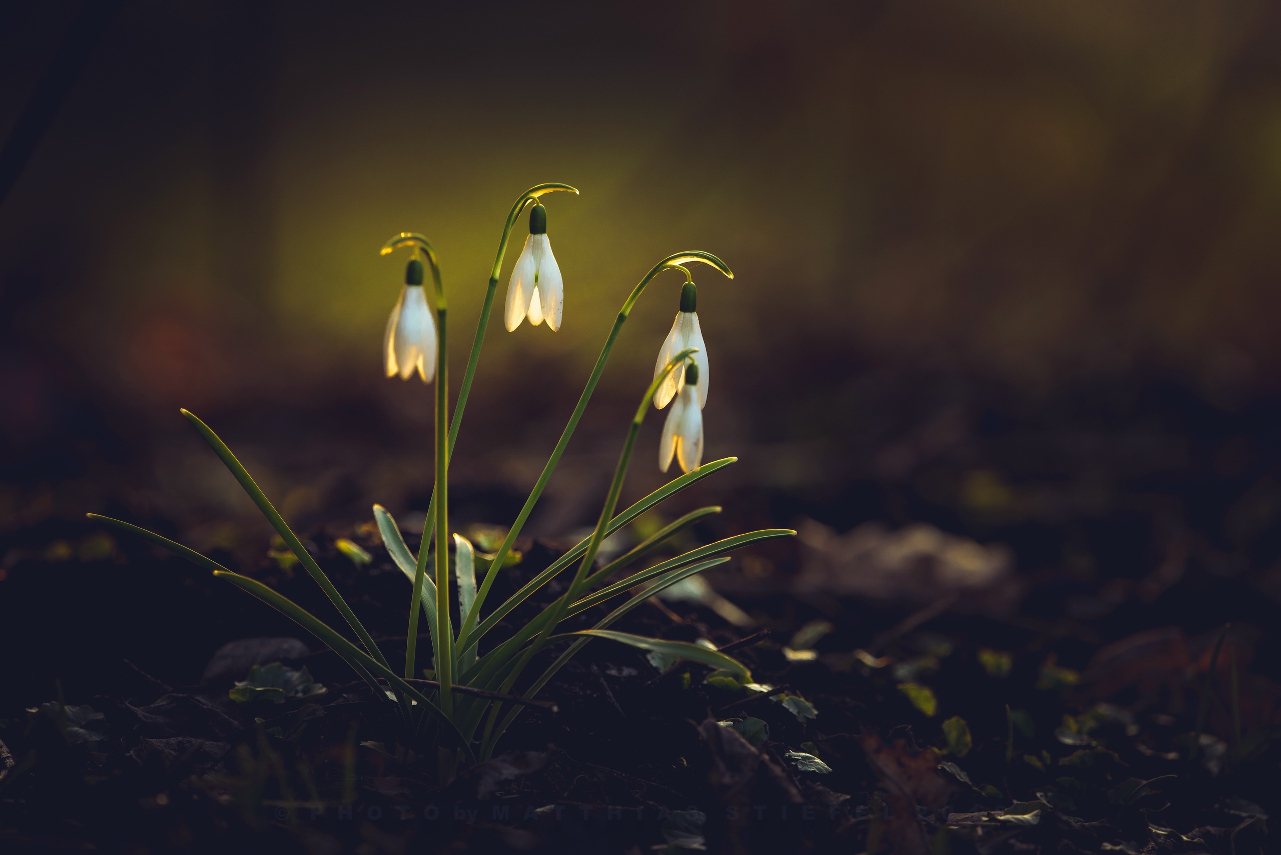 Free download wallpaper Nature, Flowers, Flower, Earth, Snowdrop, White Flower on your PC desktop