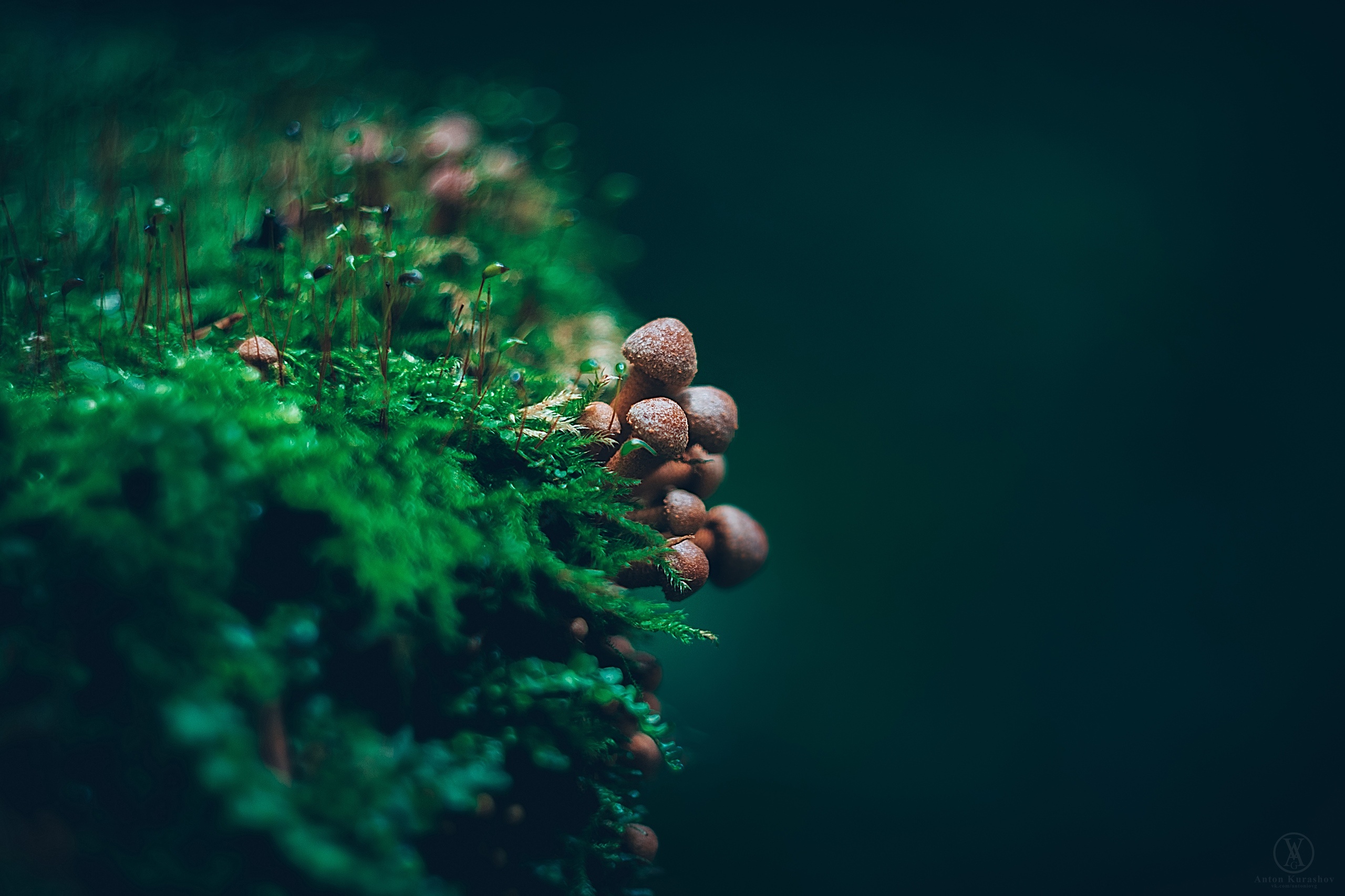 Download mobile wallpaper Macro, Earth, Mushroom, Moss for free.