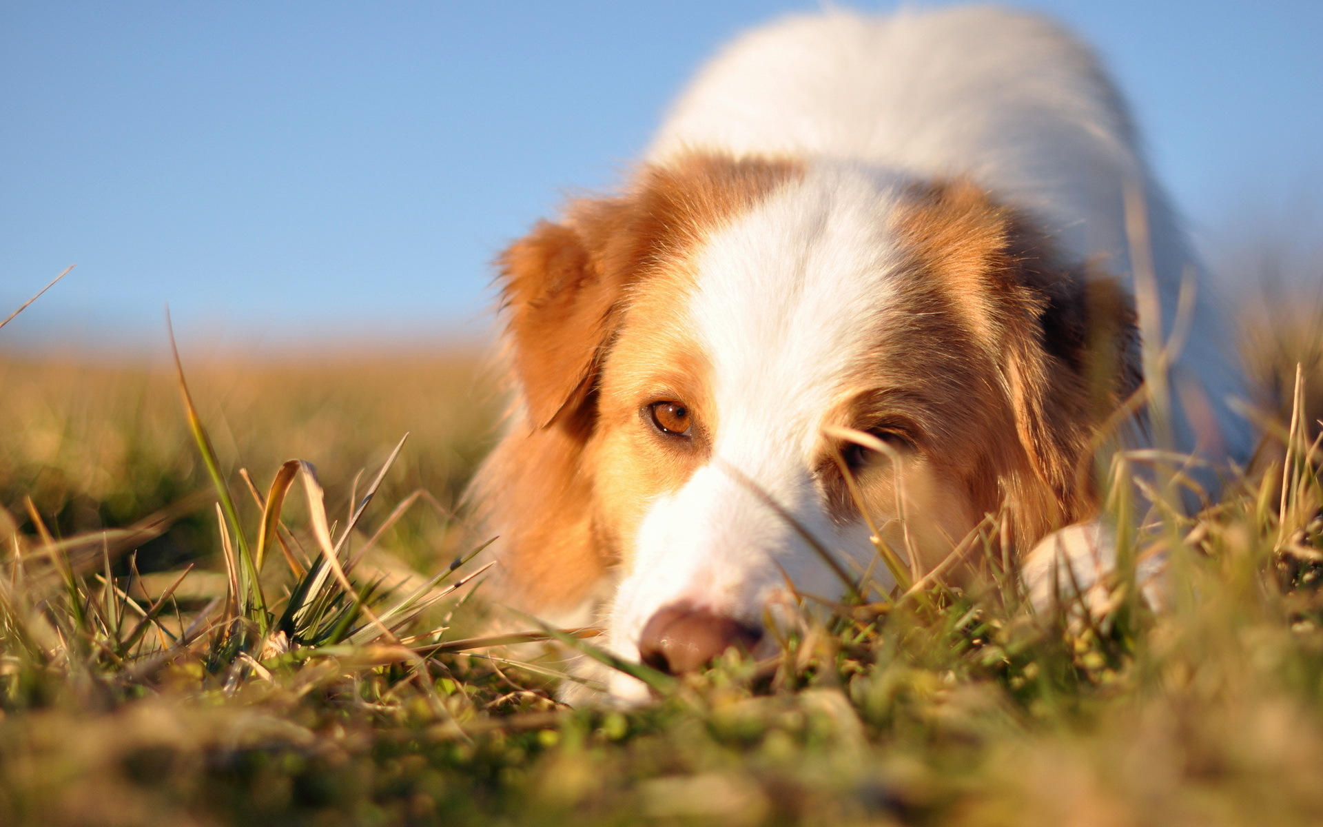 Baixar papel de parede para celular de Animais, Cães, Cão gratuito.