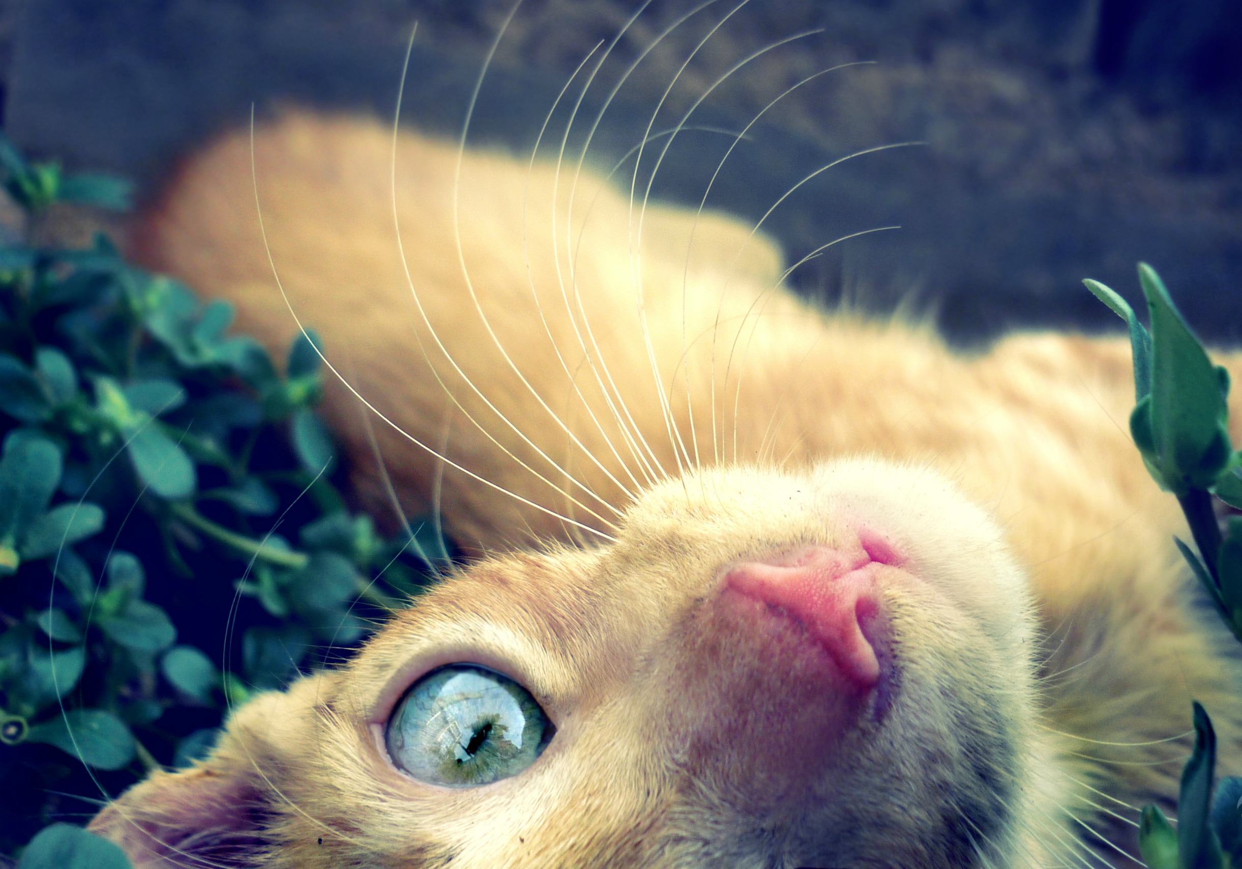 Download mobile wallpaper Cat, Animal for free.