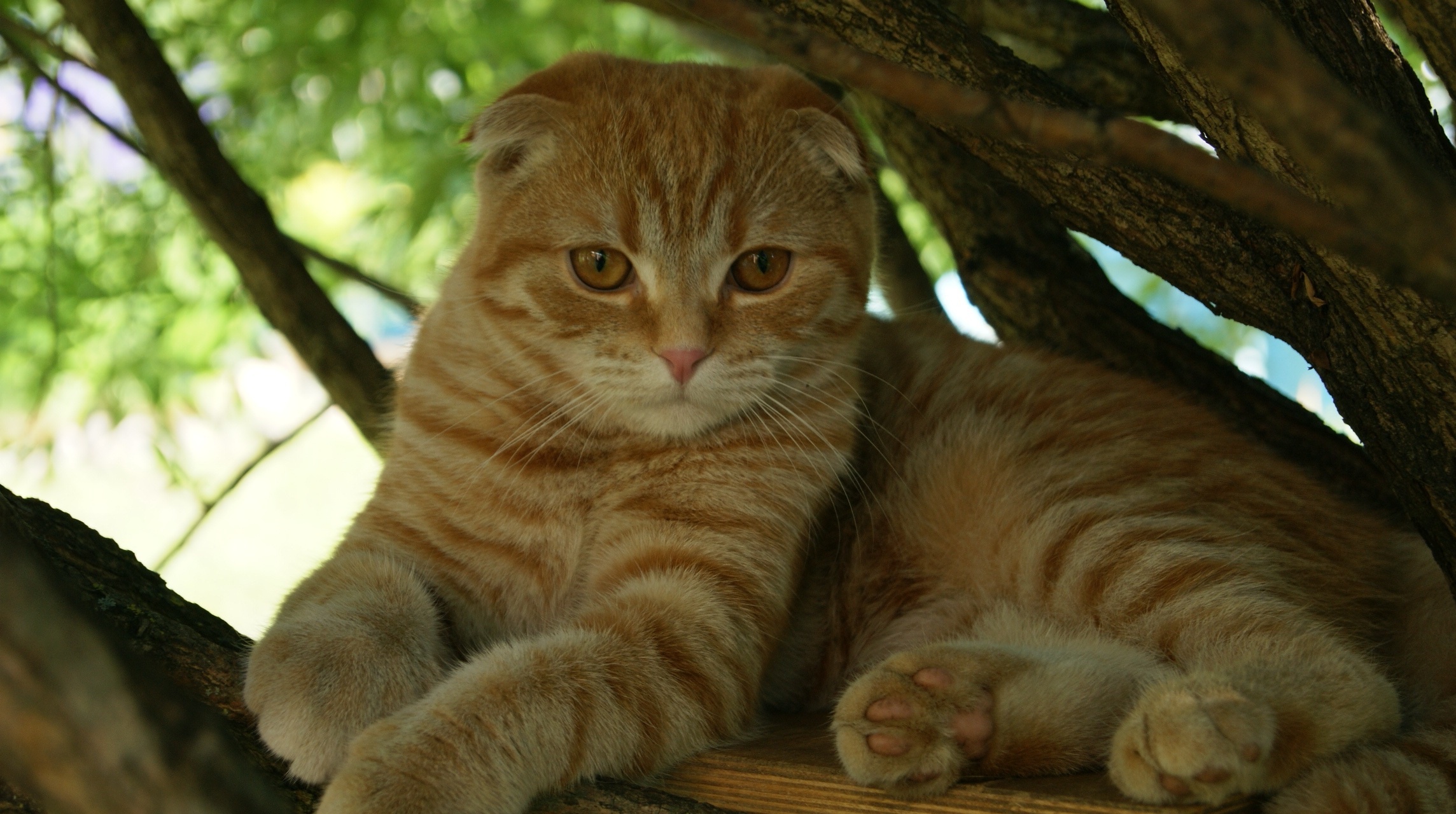 Baixar papel de parede para celular de Animais, Gato gratuito.