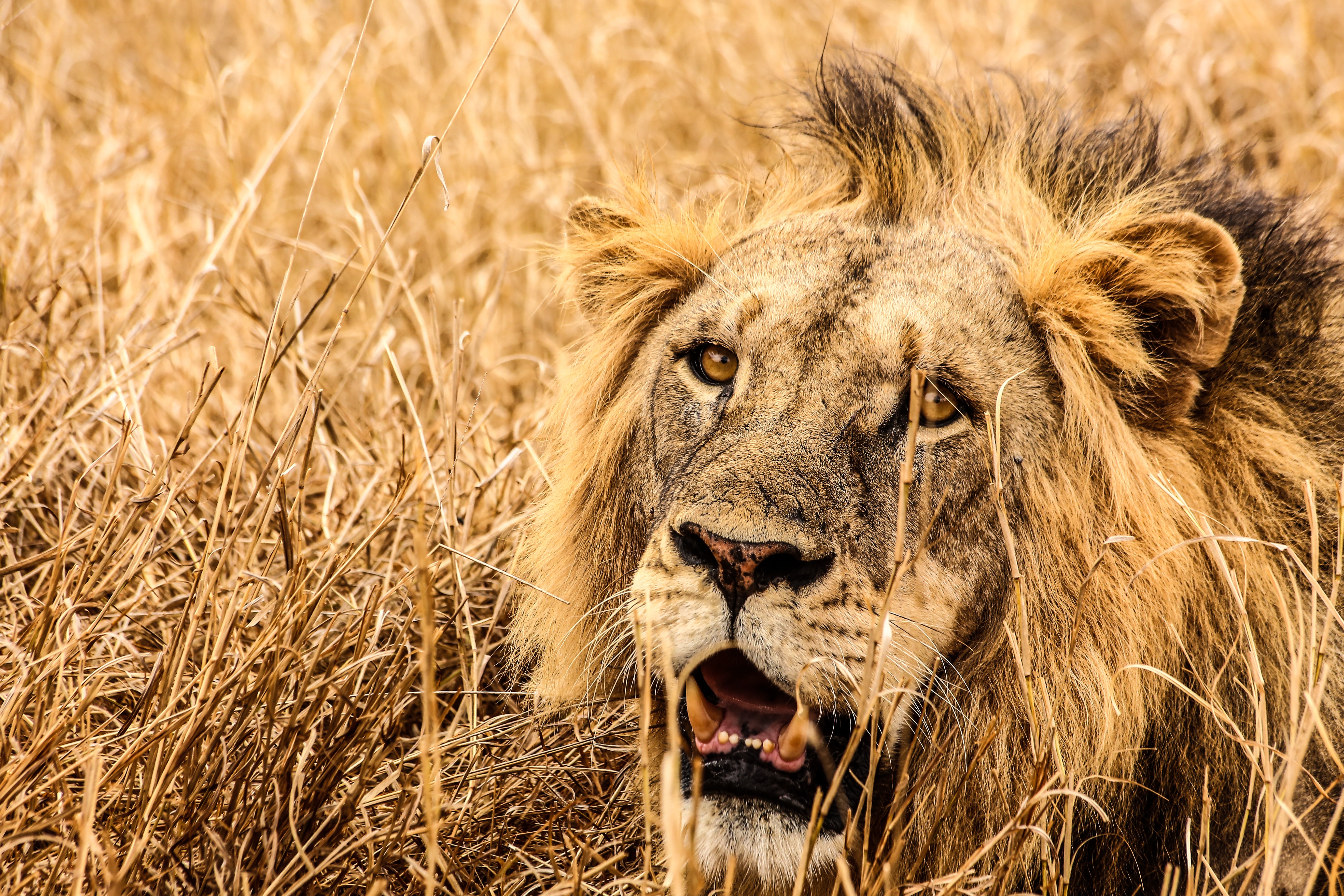 Téléchargez des papiers peints mobile Animaux, Chats, Lion gratuitement.