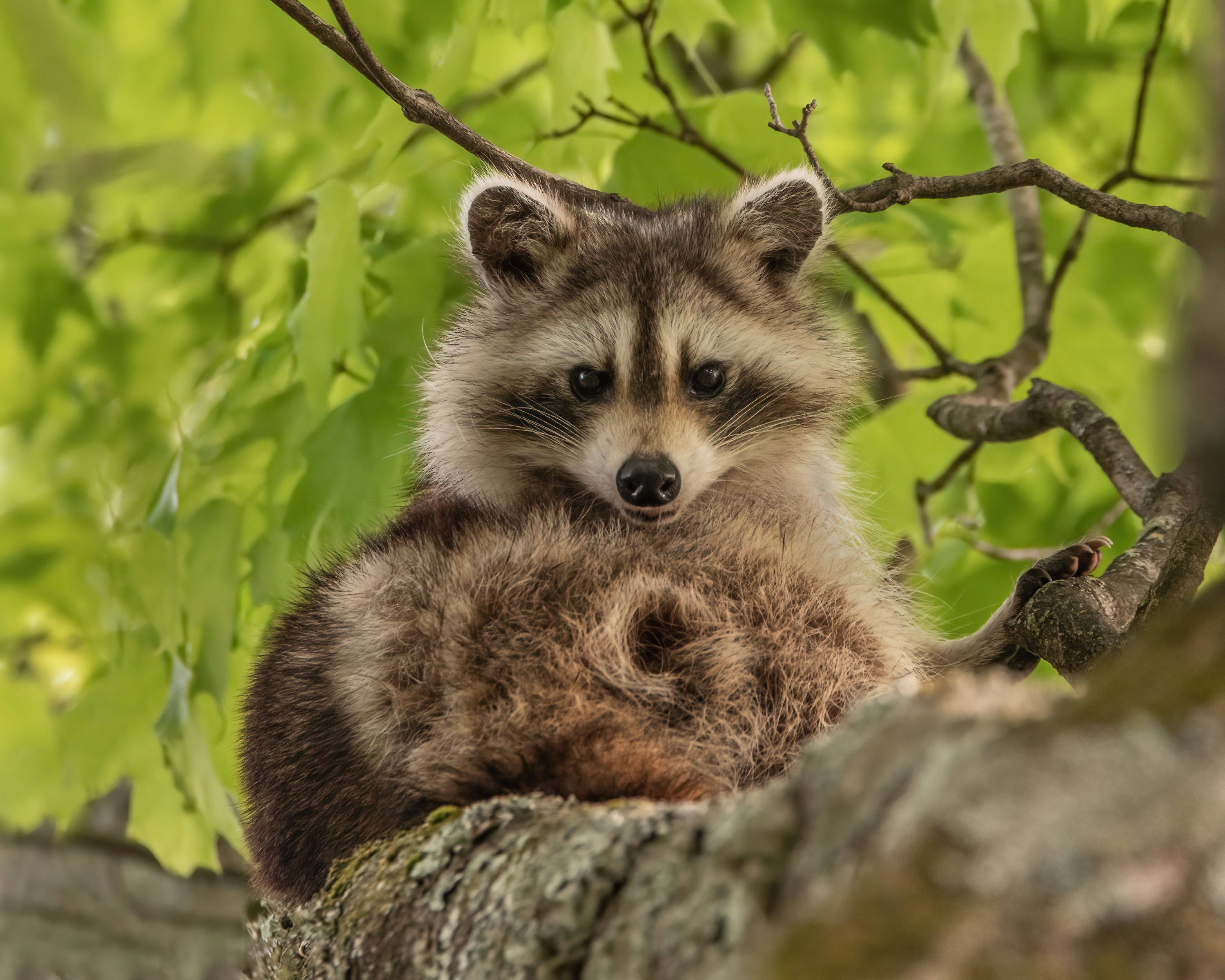 Download mobile wallpaper Animal, Raccoon, Stare for free.