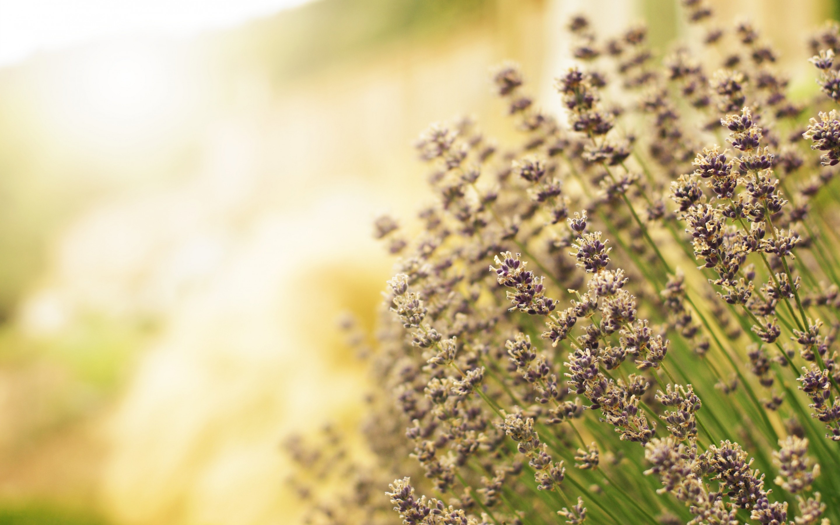 Laden Sie das Blumen, Lavendel, Erde/natur-Bild kostenlos auf Ihren PC-Desktop herunter