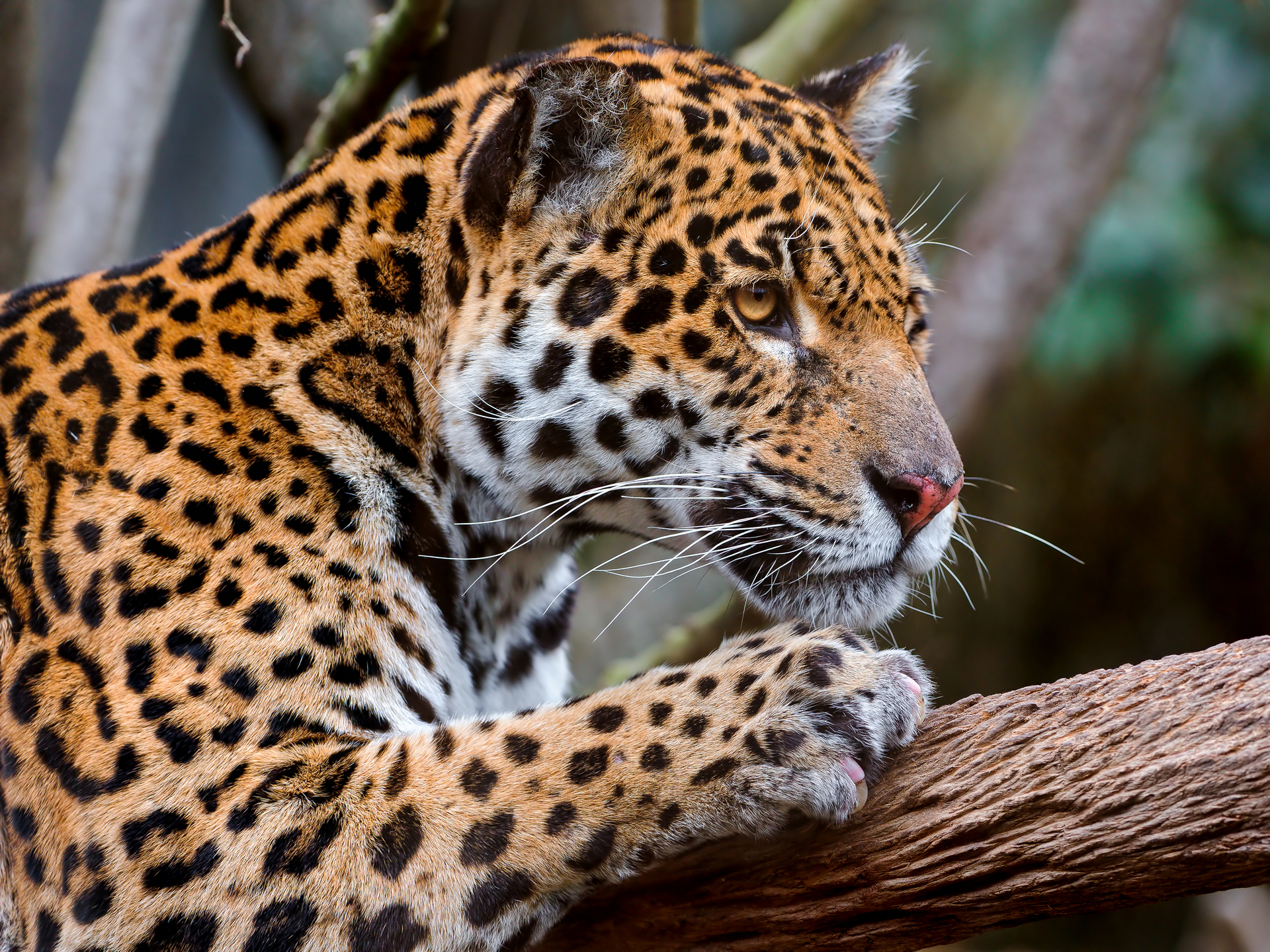 256140 descargar imagen animales, jaguar, gatos: fondos de pantalla y protectores de pantalla gratis