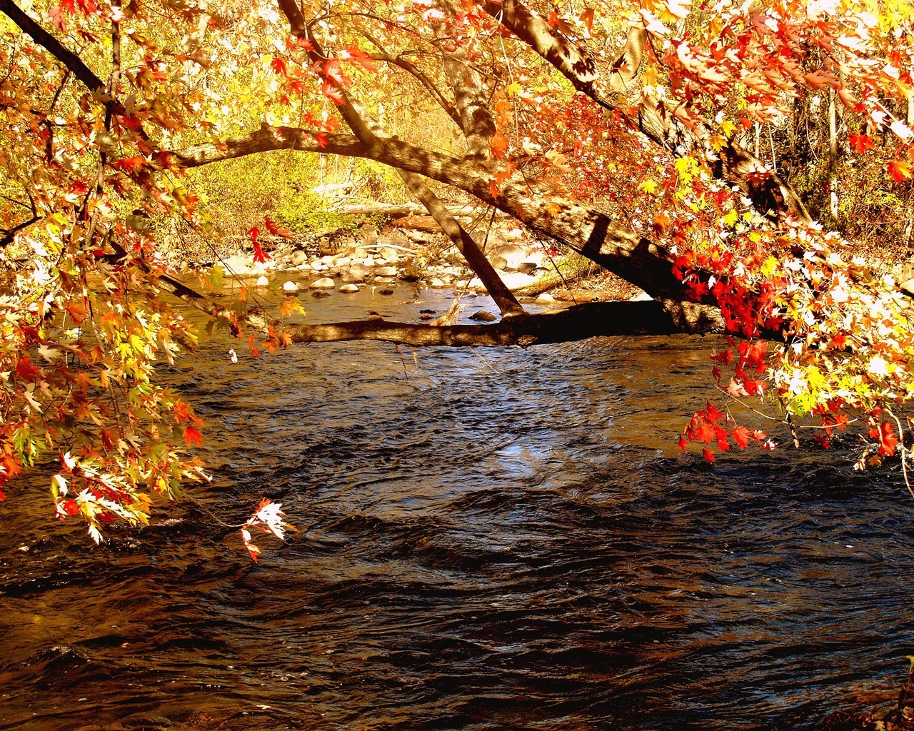 無料モバイル壁紙川, 葉, オレンジ, 風景をダウンロードします。