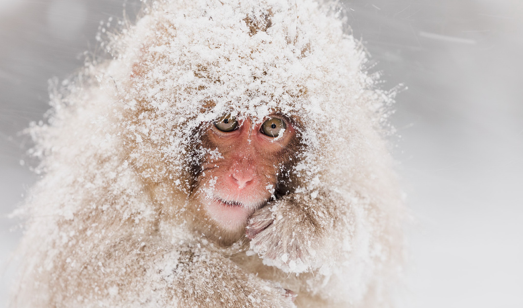 Завантажити шпалери безкоштовно Сніг, Мавпи, Мавпа, Тварина, Примат, Японська Макака картинка на робочий стіл ПК