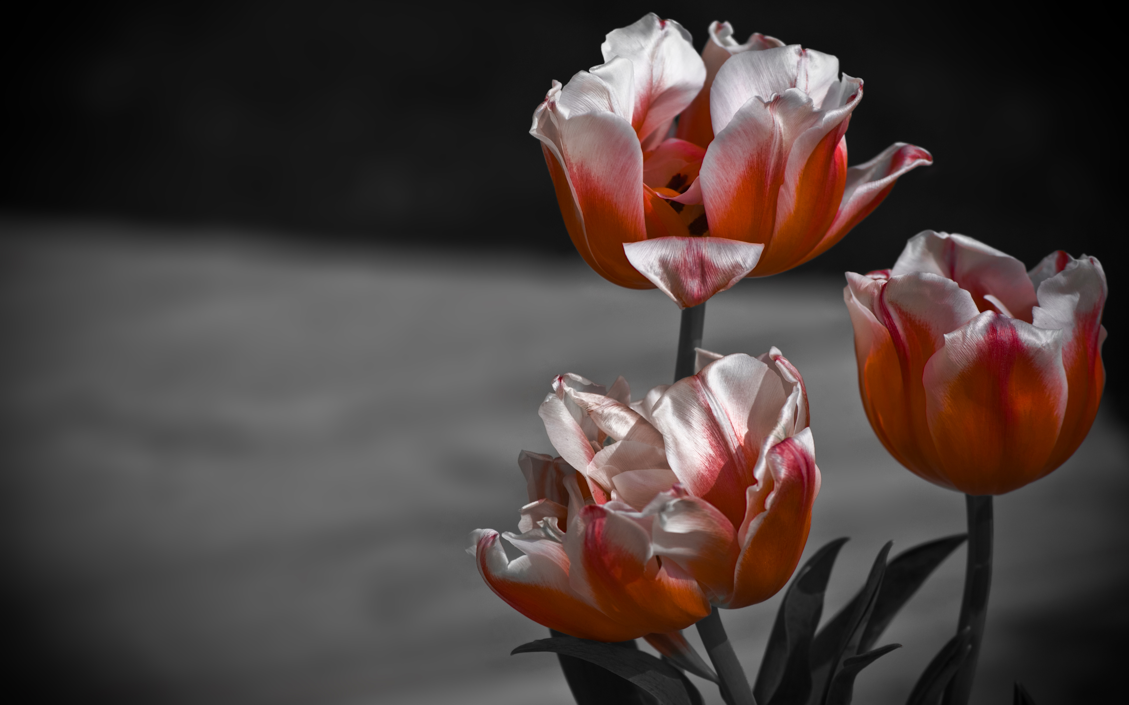 163962 télécharger l'image terre/nature, tulipe, fleurs - fonds d'écran et économiseurs d'écran gratuits