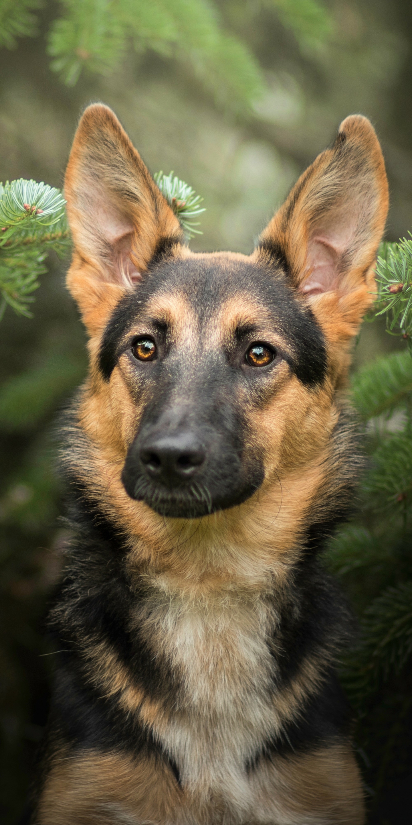 Handy-Wallpaper Tiere, Hunde, Hund, Schäferhund kostenlos herunterladen.