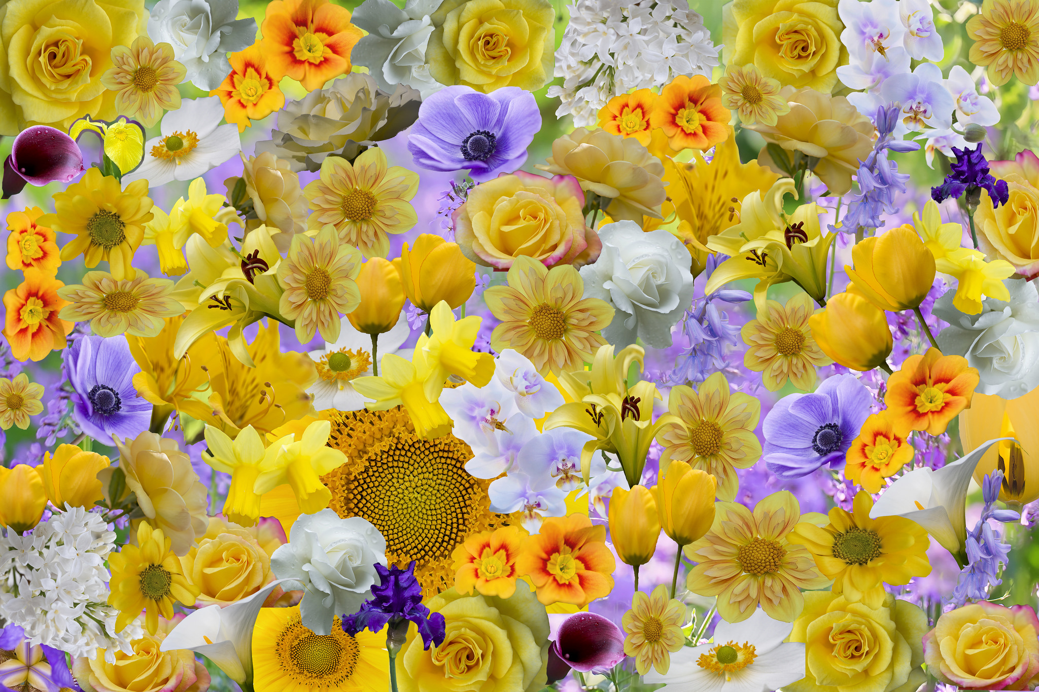 Скачать обои бесплатно Цветок, Цвета, Красочный, Желтый Цветок, Белый Цветок, Фиолетовый Цветок, Земля/природа, Флауэрсы картинка на рабочий стол ПК